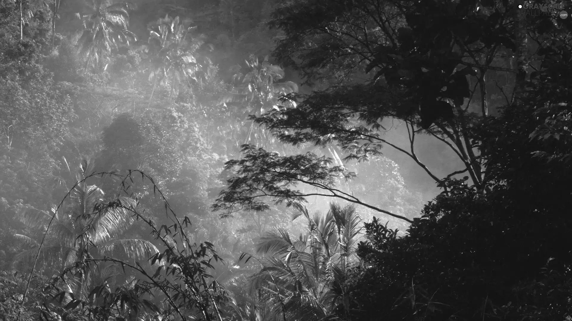 trees, forest, jungle, viewes
