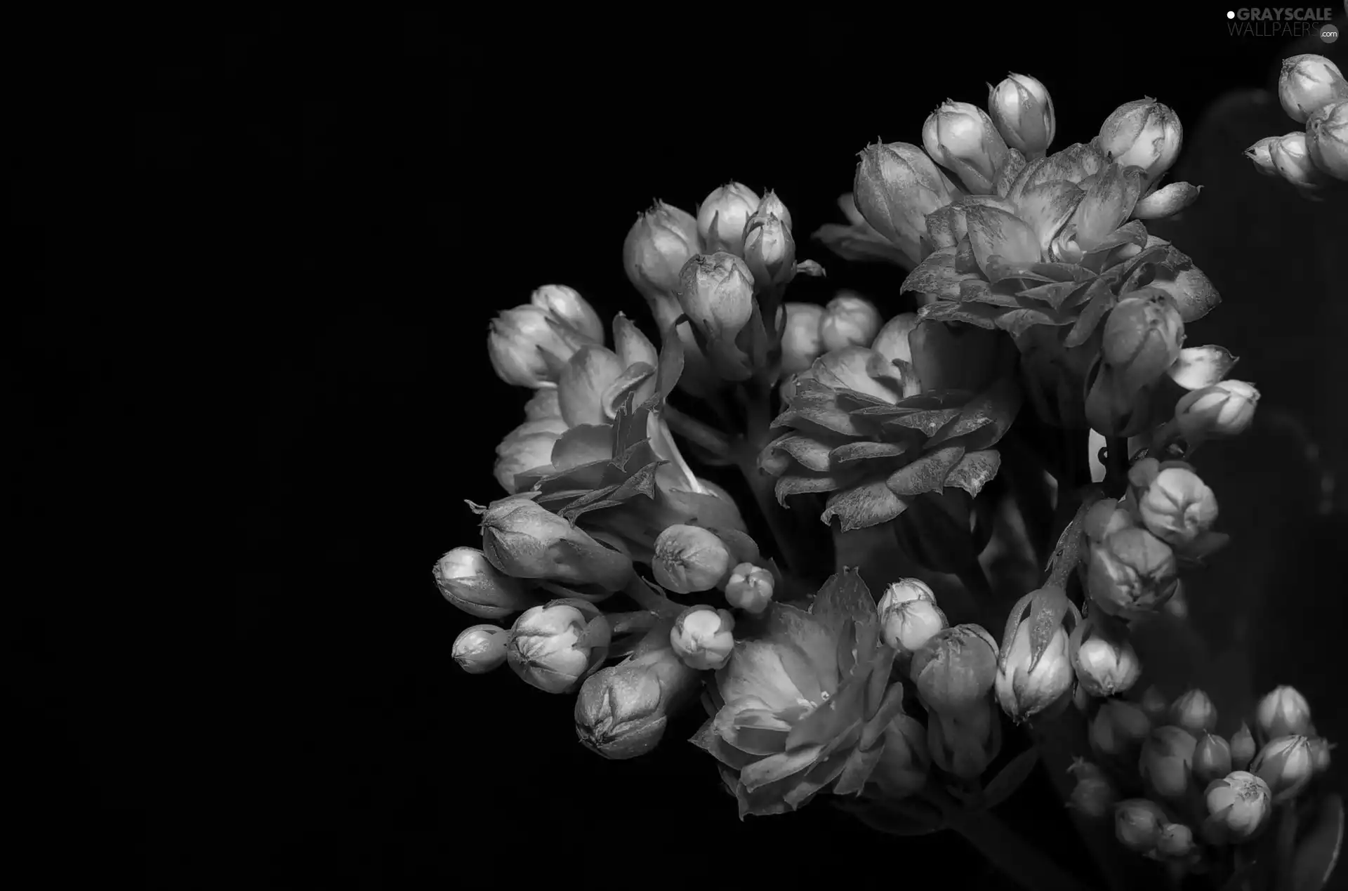 Flowers, Kalanchoe