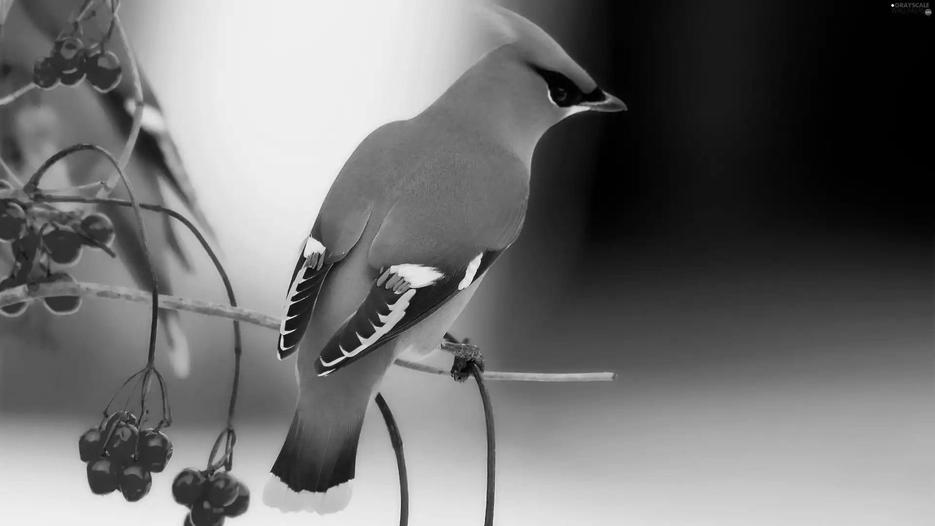 Kalina, Waxwing, Fruits