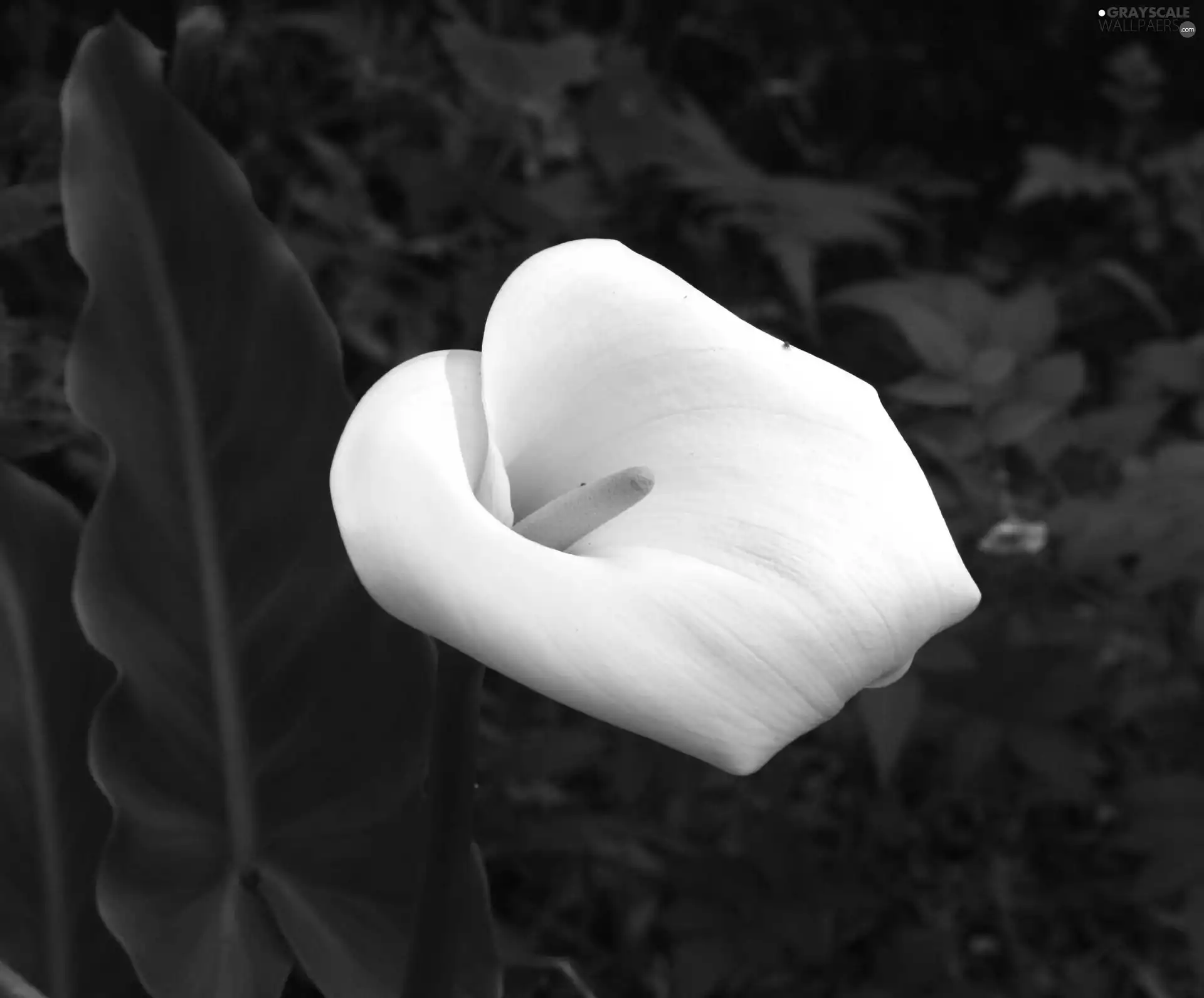 White, Kalla