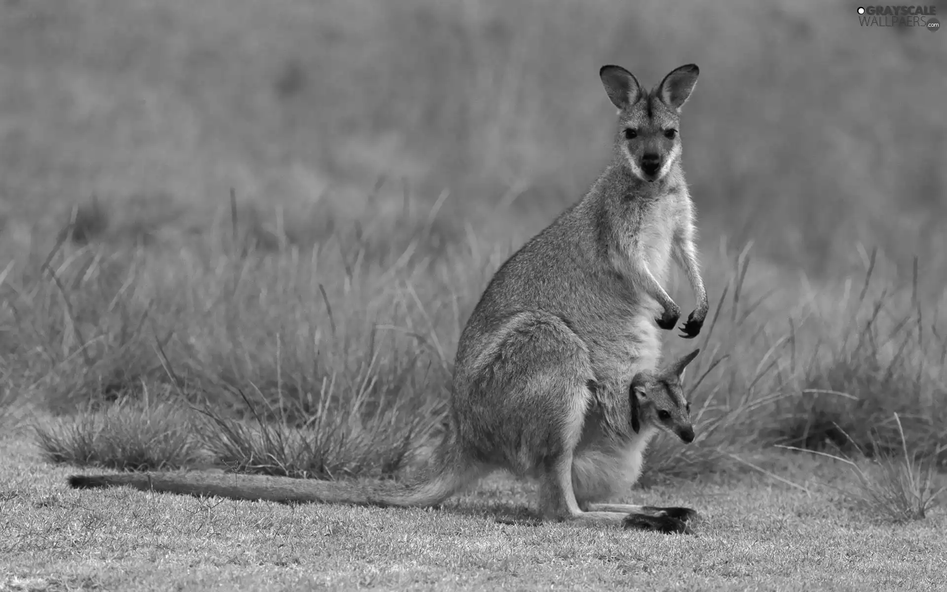 Kangaroo, kangaroo, small