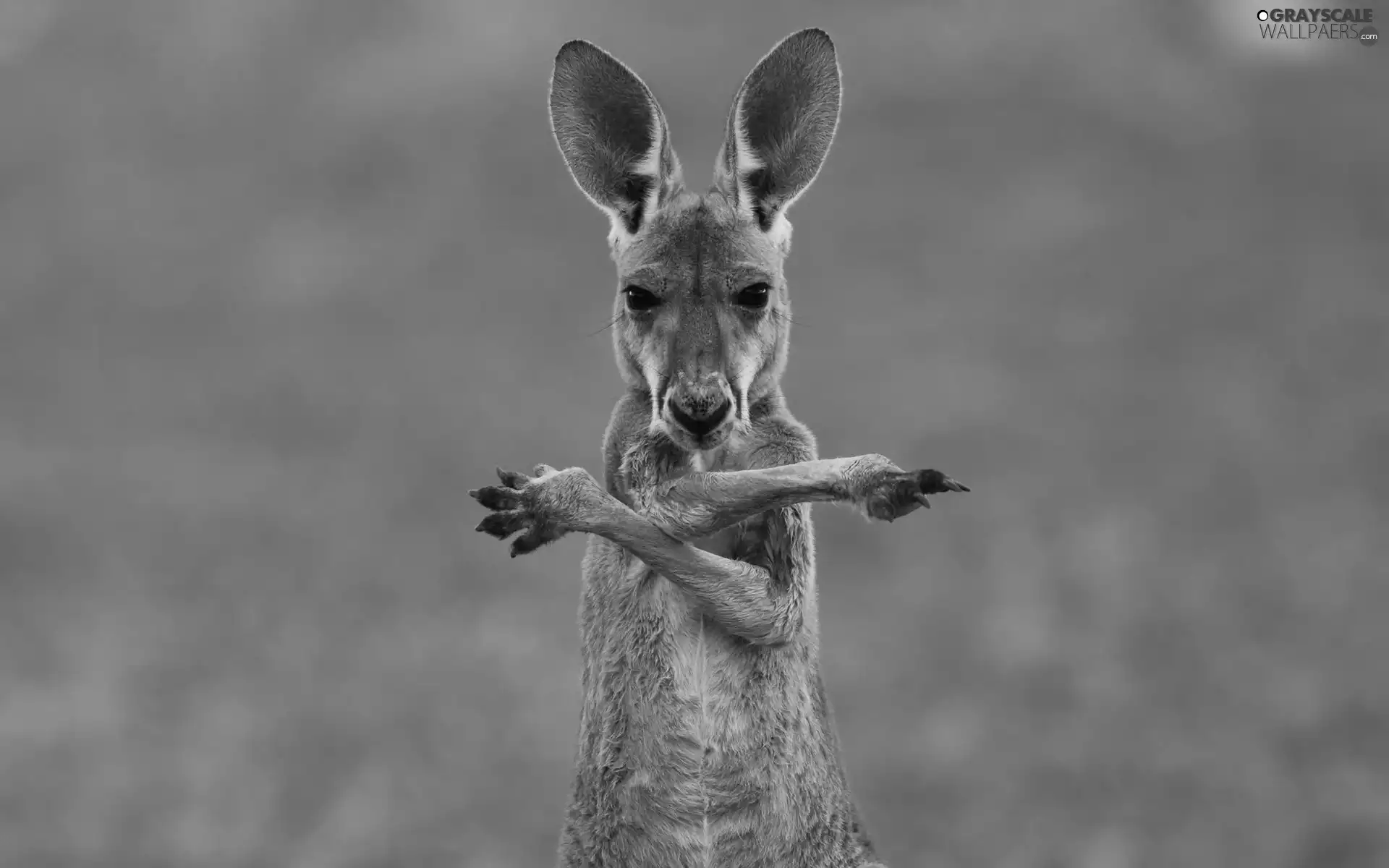 kangaroo