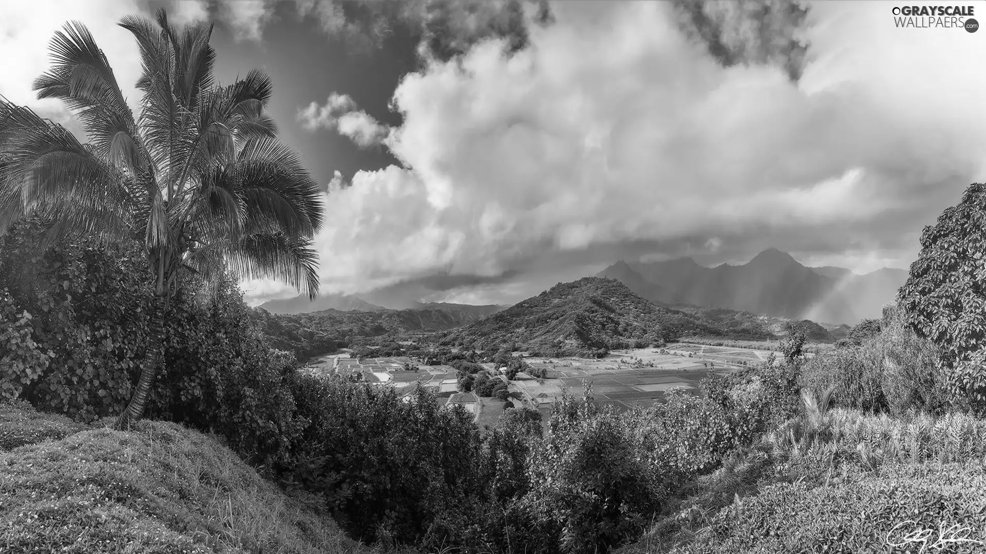 Aloha State Hawaje, The United States, Kauai Island, Mountains, clouds, Great Rainbows, Palms, VEGETATION, The Hills