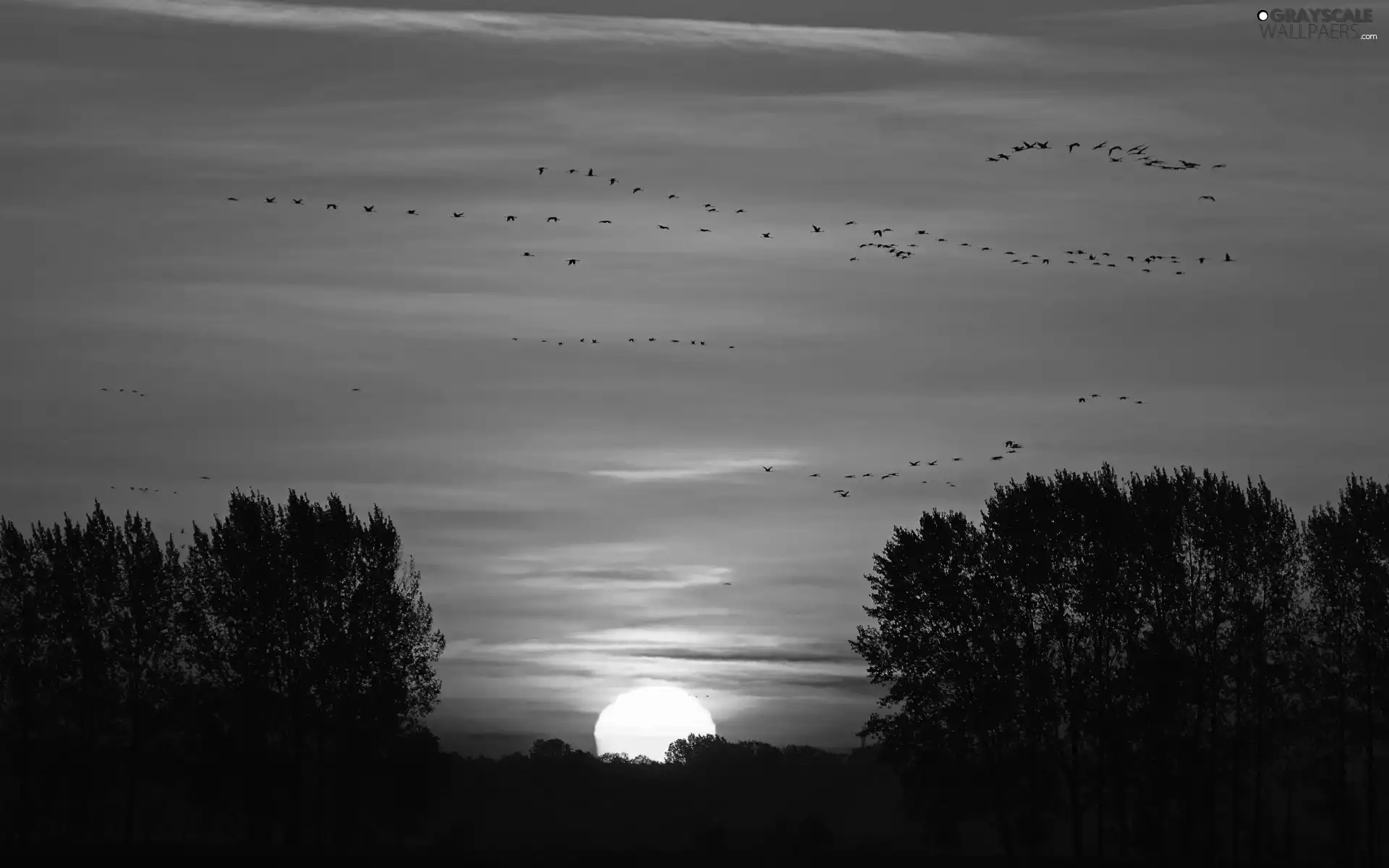 Key, Great Sunsets, trees, viewes, birds, Sky