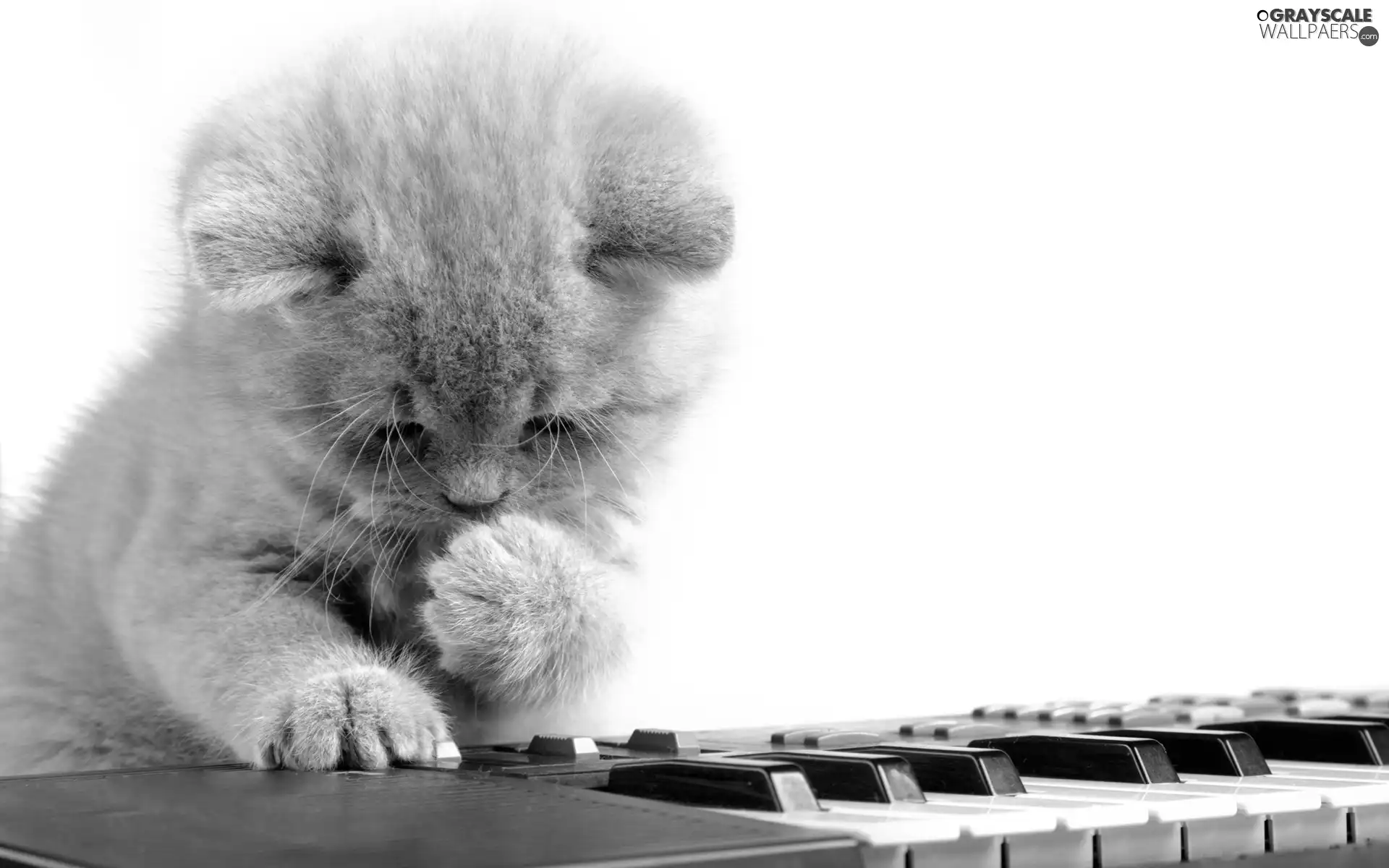 kitten, keyboard