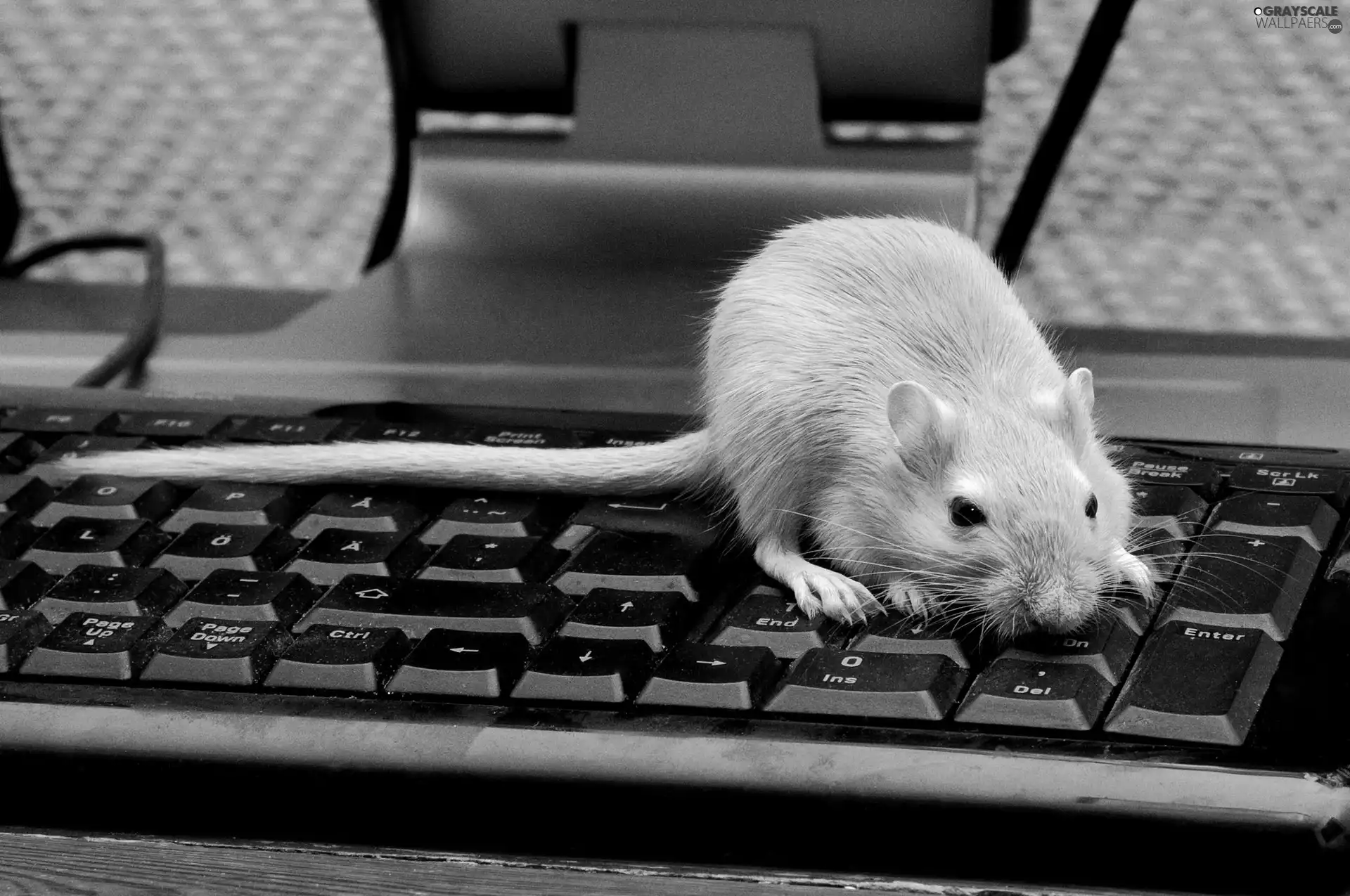 keyboard, rat