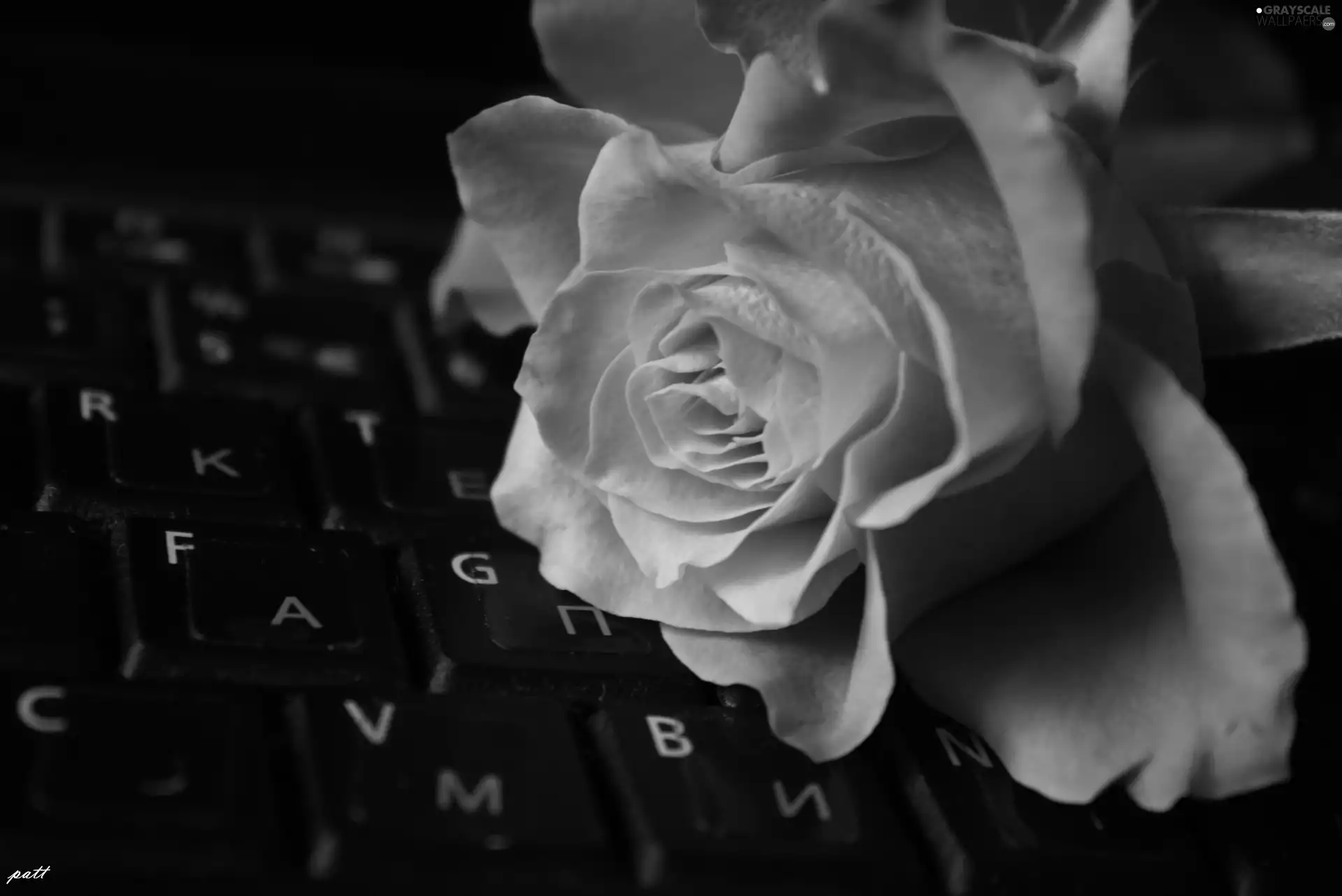 keyboard, Orange, rose