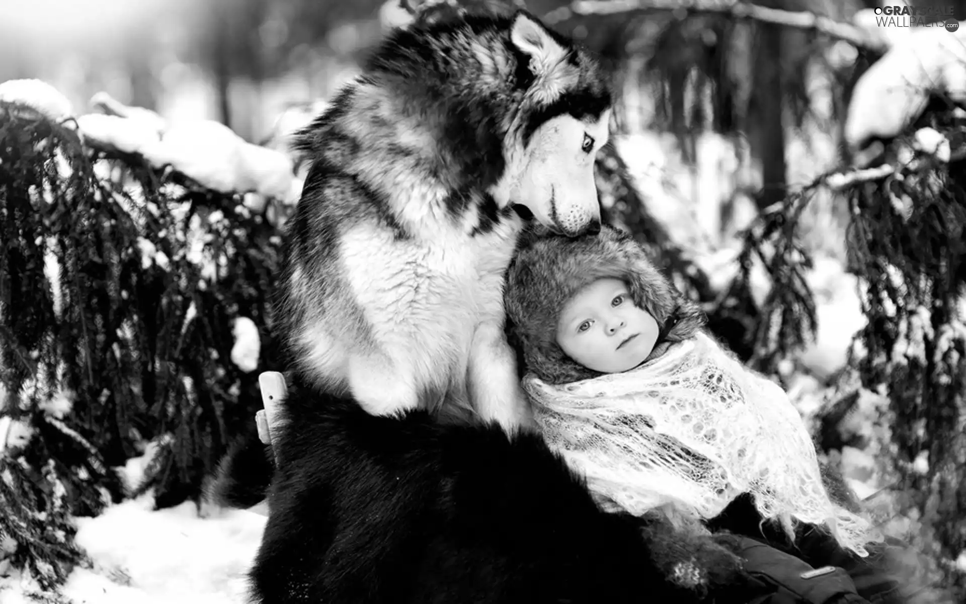 Siberian Husky, winter, Kid