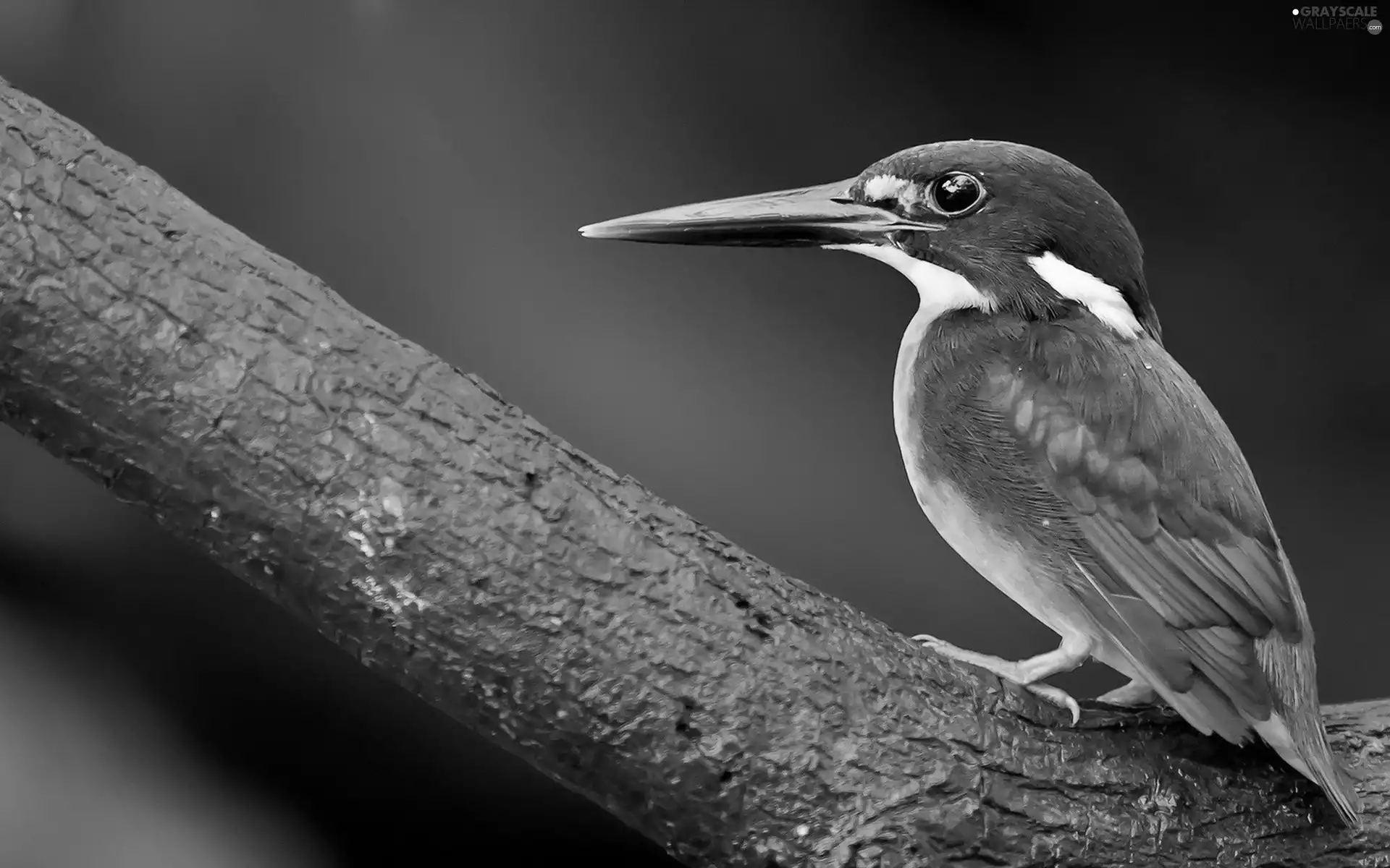 kingfisher, Beatyfull, Bird