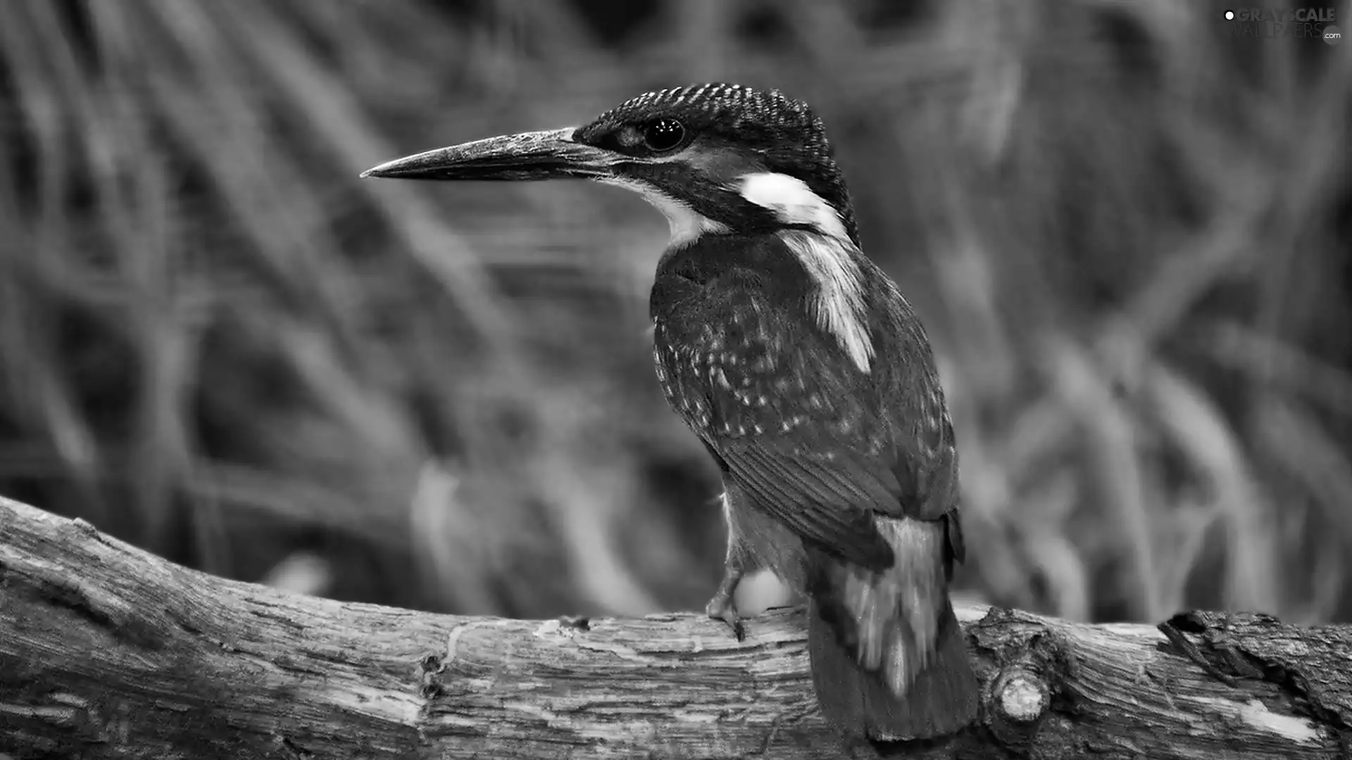 Bird, kingfisher