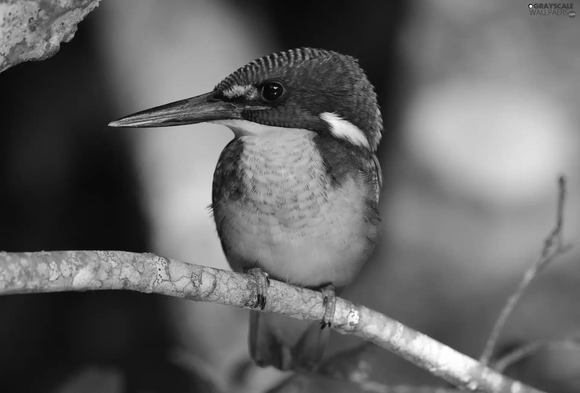 kingfisher