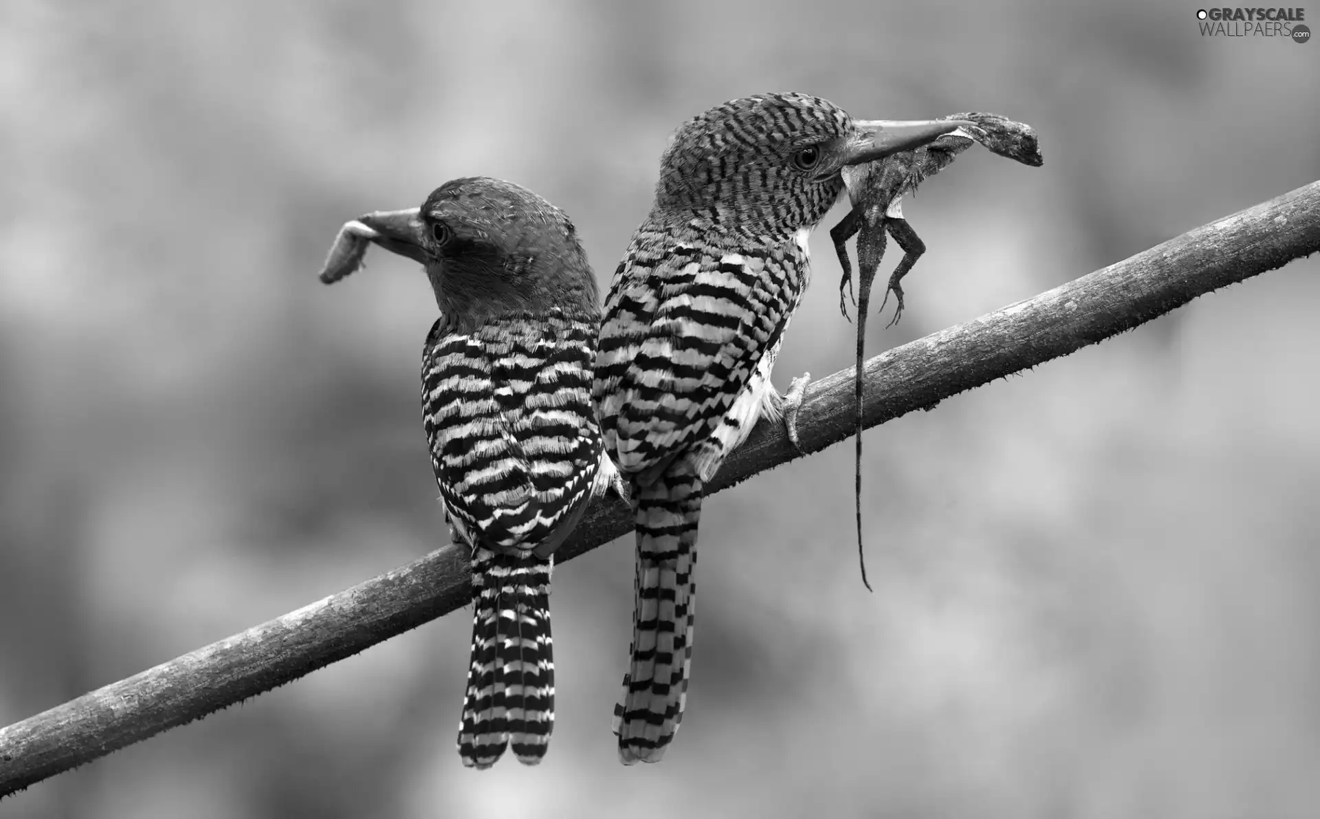 twig, Two cars, kingfishers