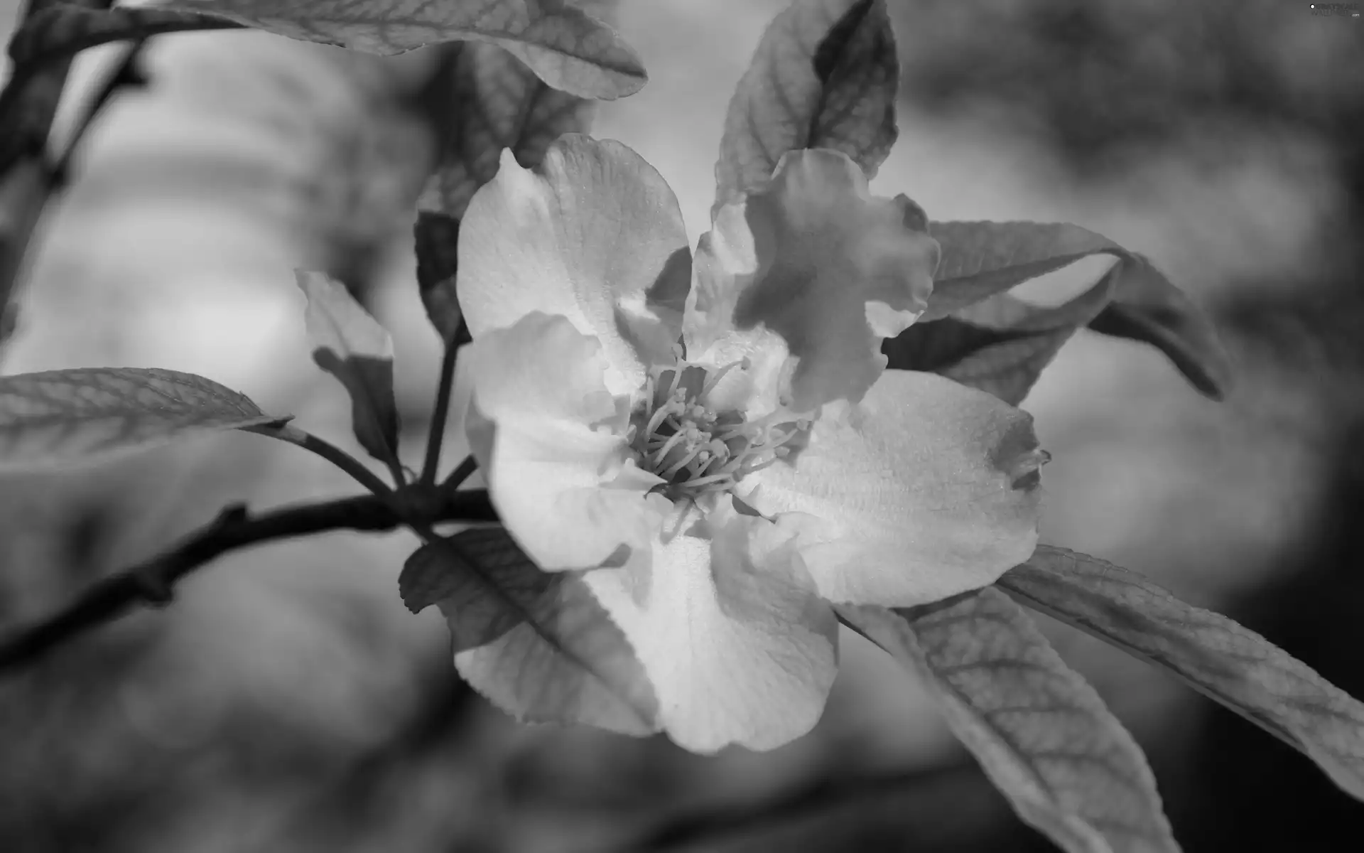 leaves, Colourfull Flowers, kirsch