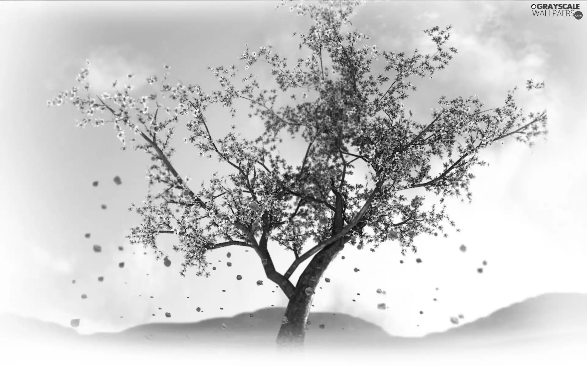 kirsch, trees, Flowers