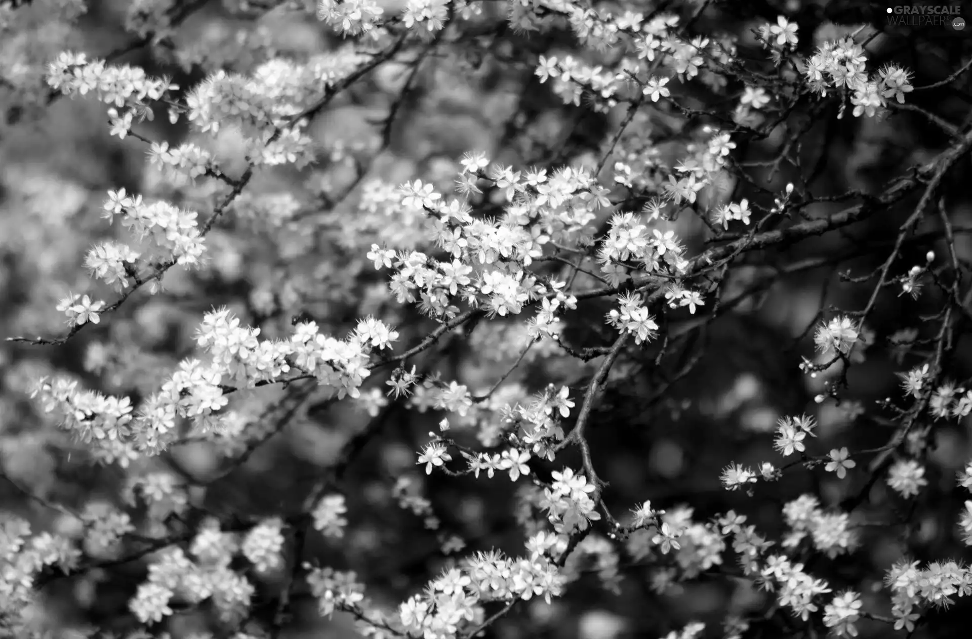 kirsch, White, Flowers