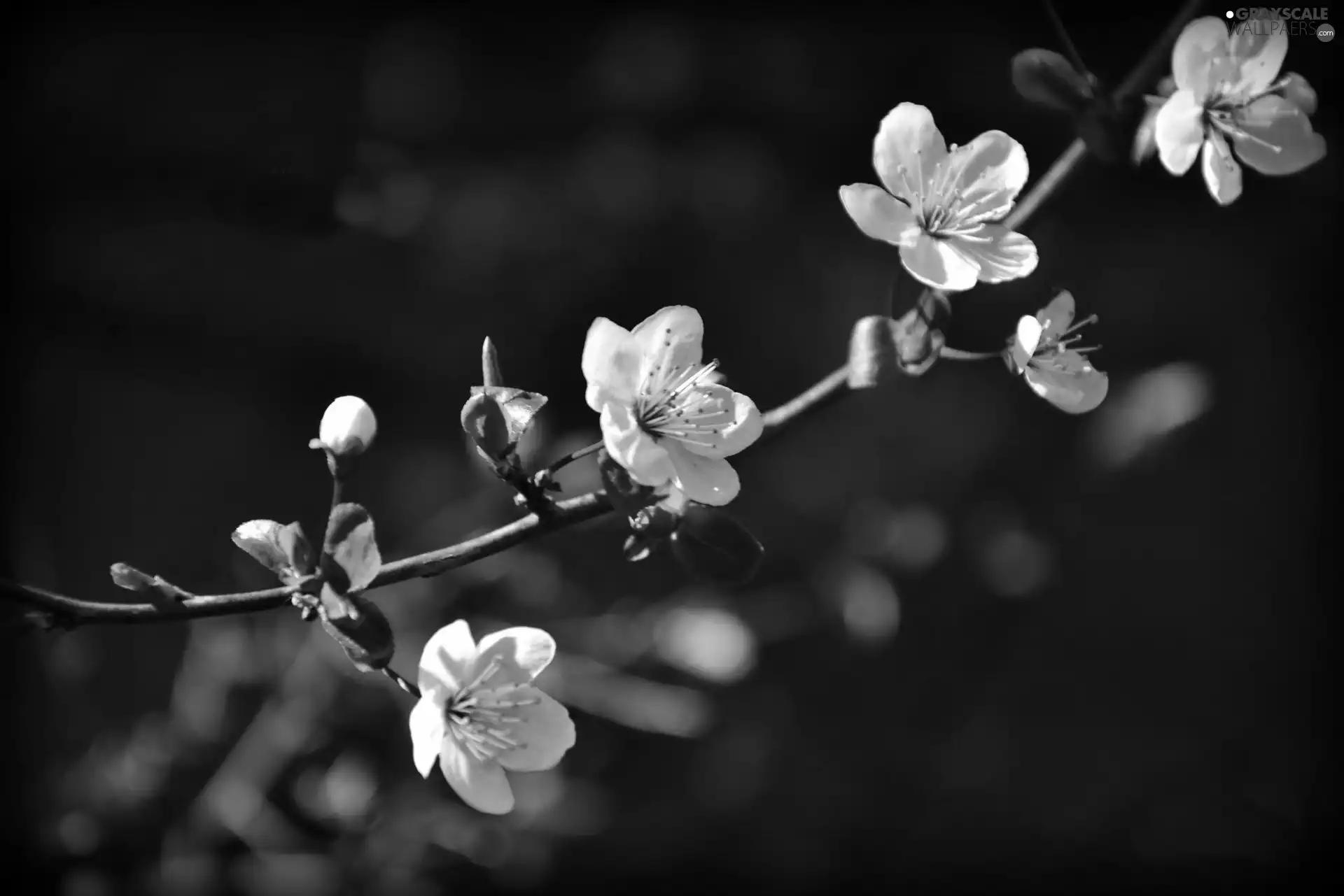 kirsch, White, Flowers