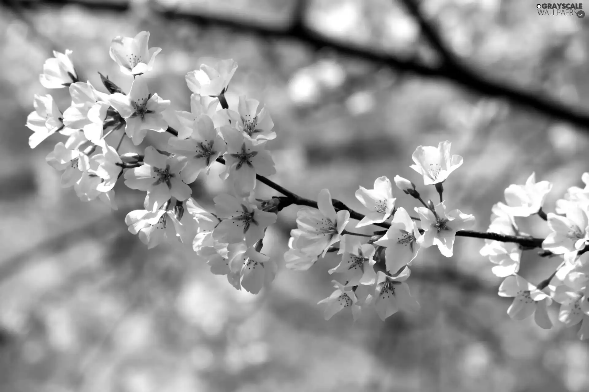 kirsch, White, Flowers