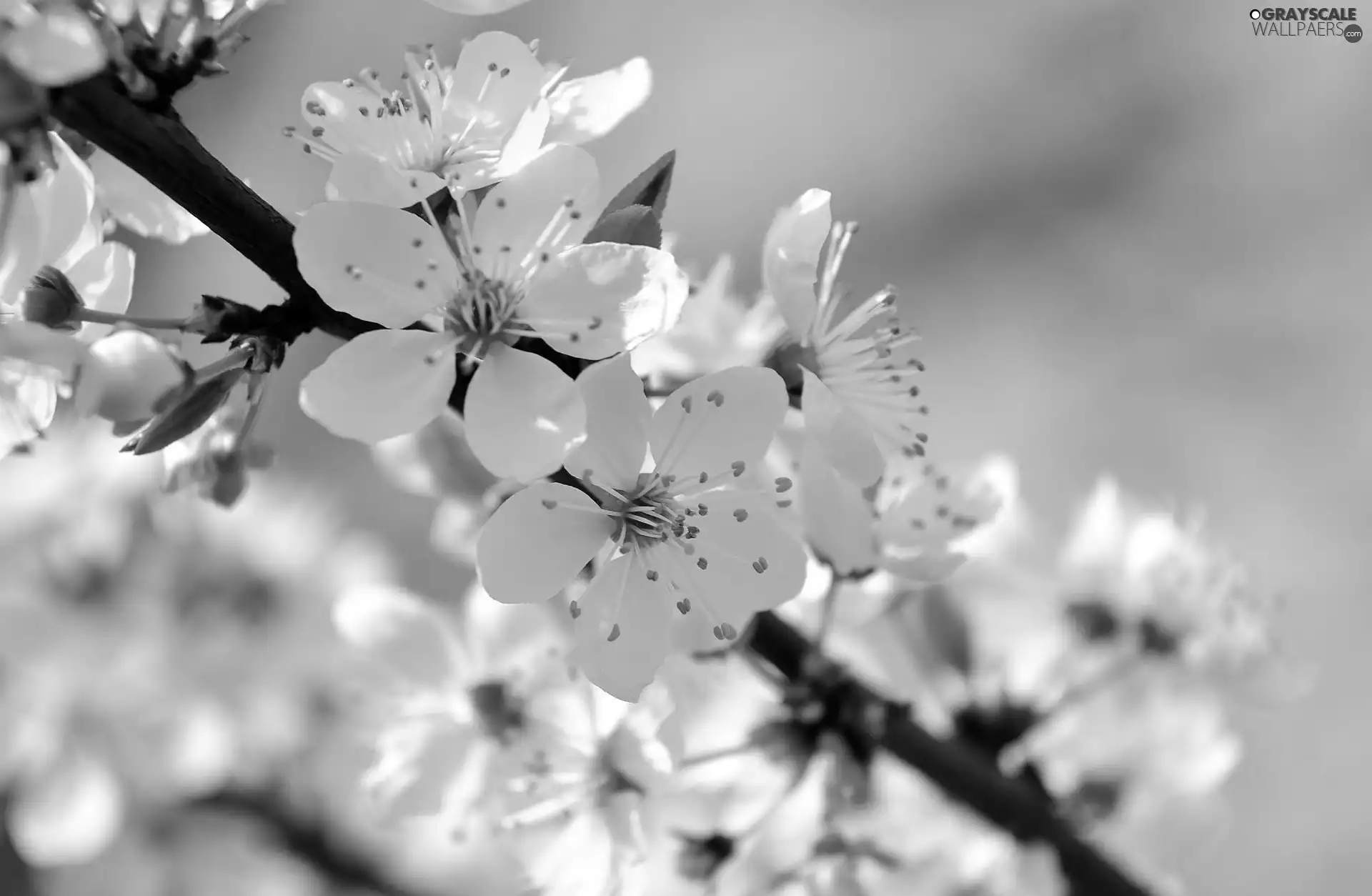 kirsch, White, Flowers