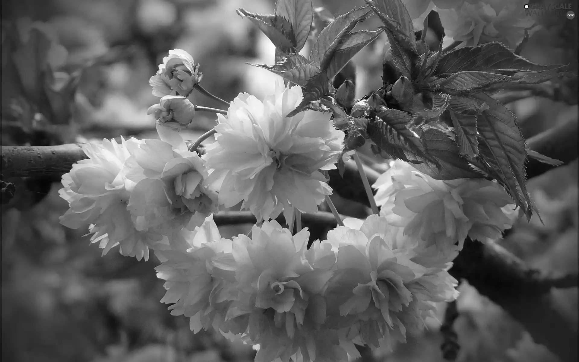 kirsch, Flowers, Rising