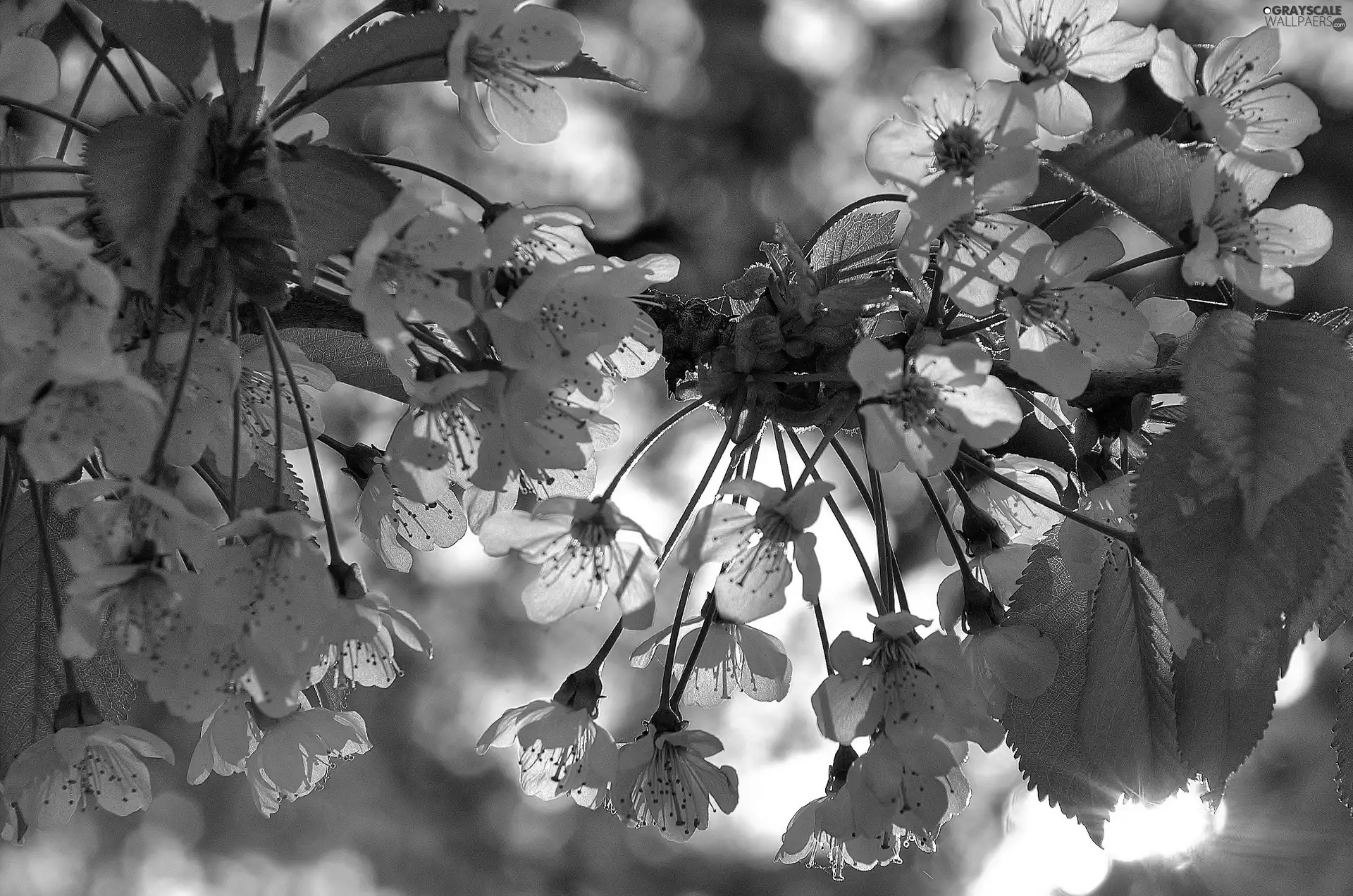 kirsch, twig, Rising
