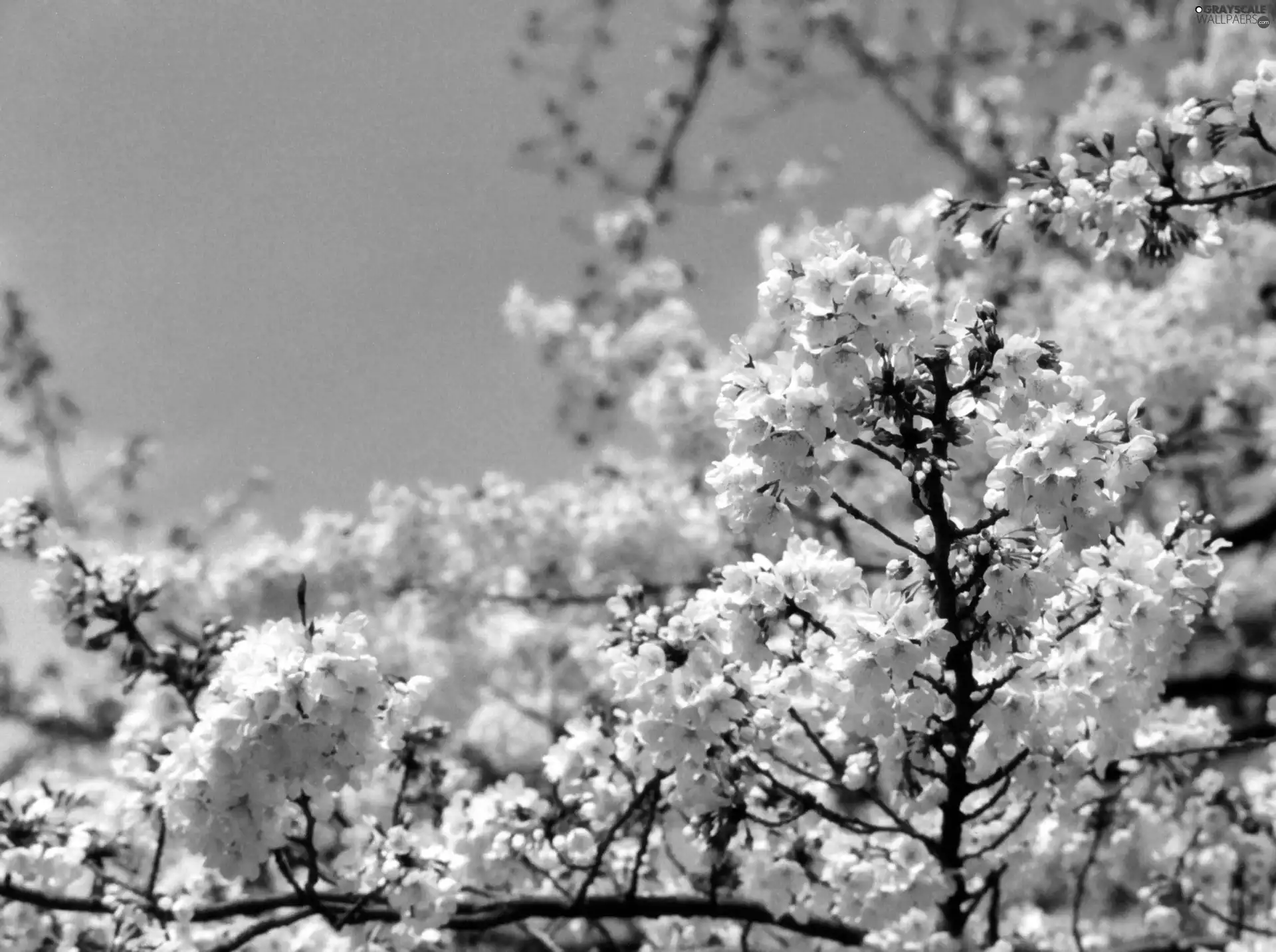 sapling, kirsch