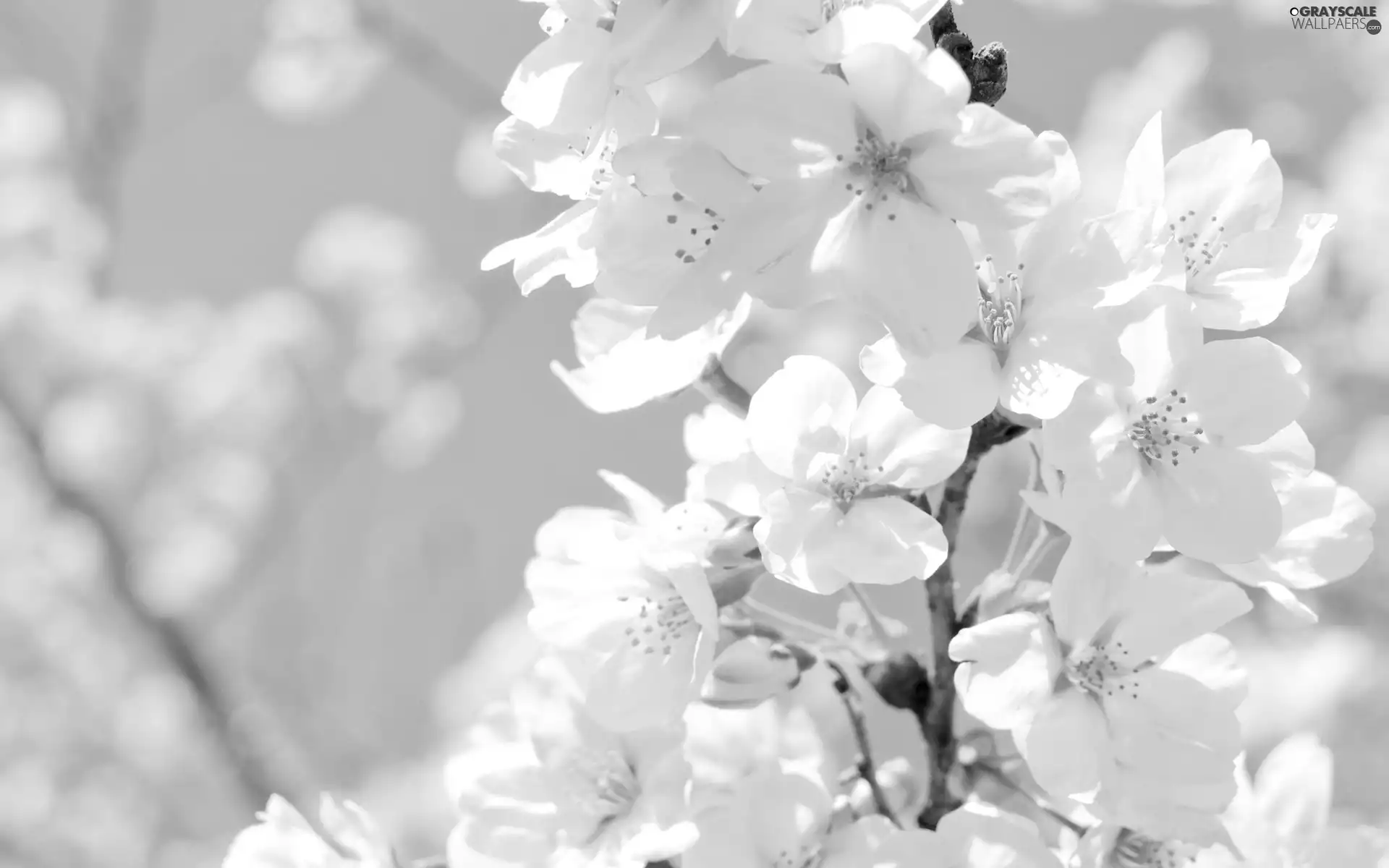 White, Rising, kirsch, Flowers