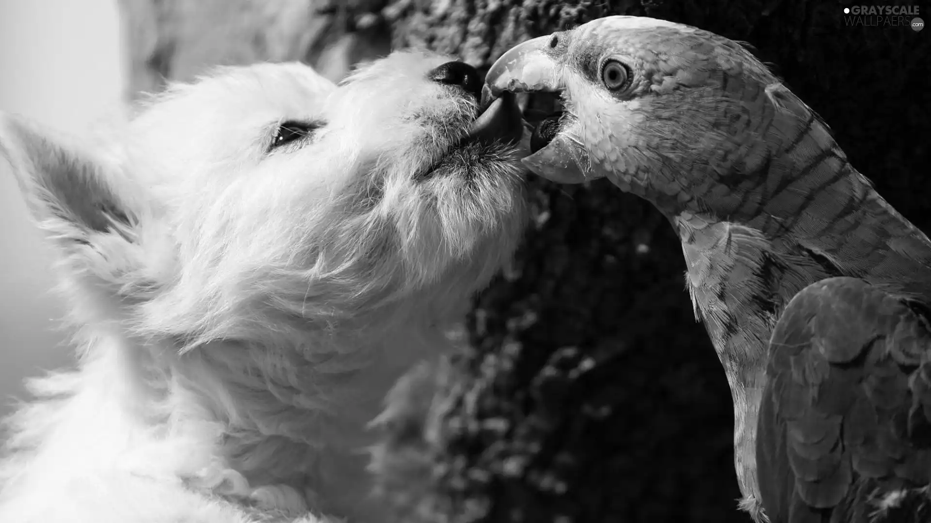 kiss, dog, parrot