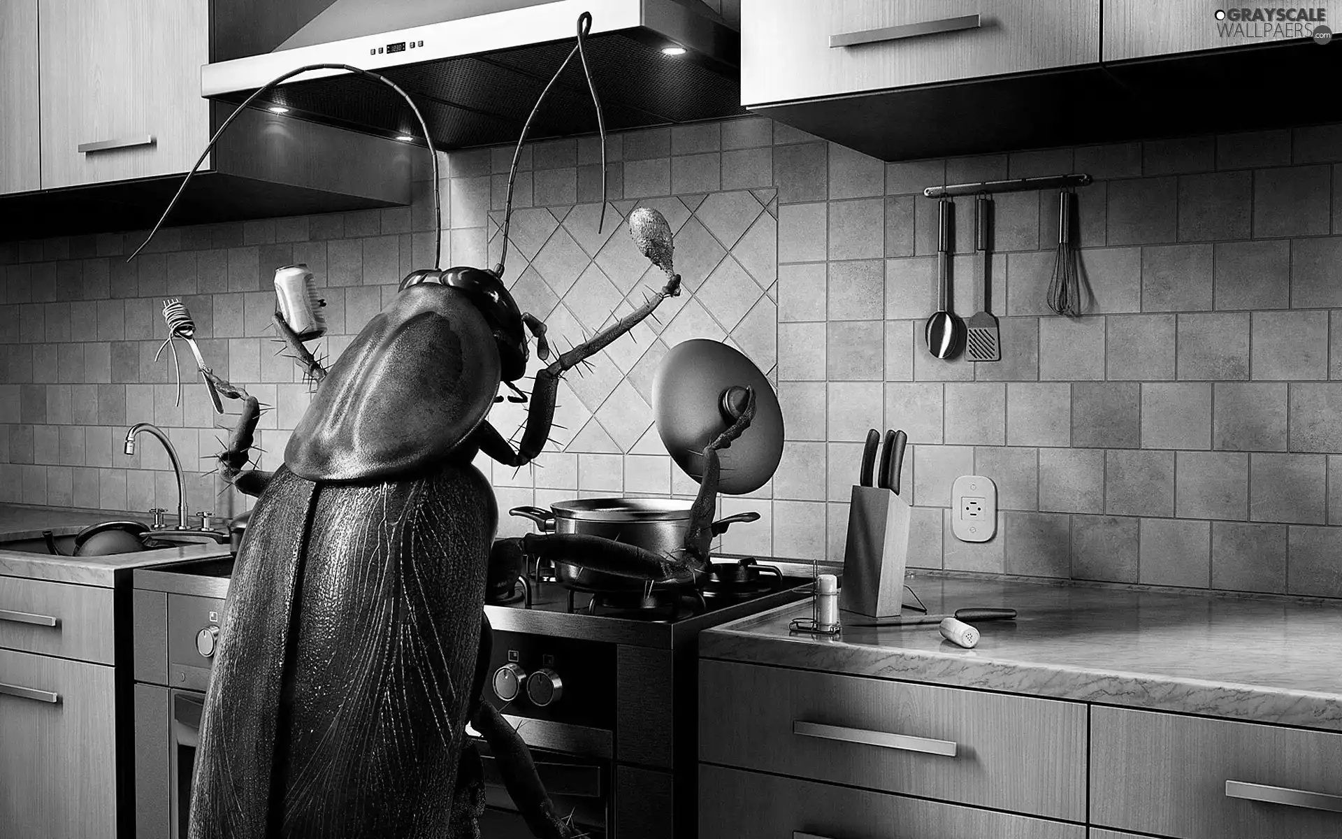 cockroach, Kitchen