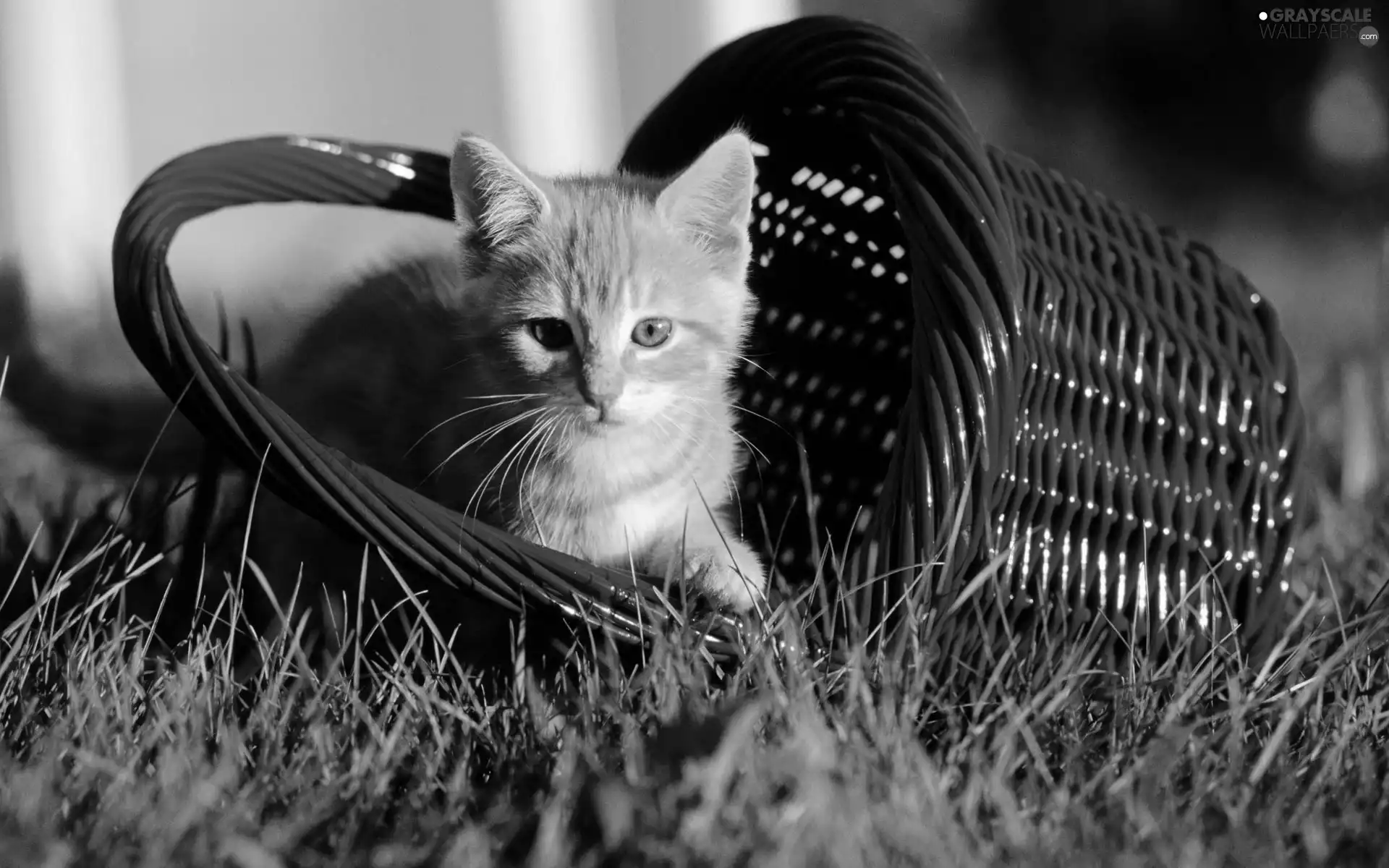 basket, kitten