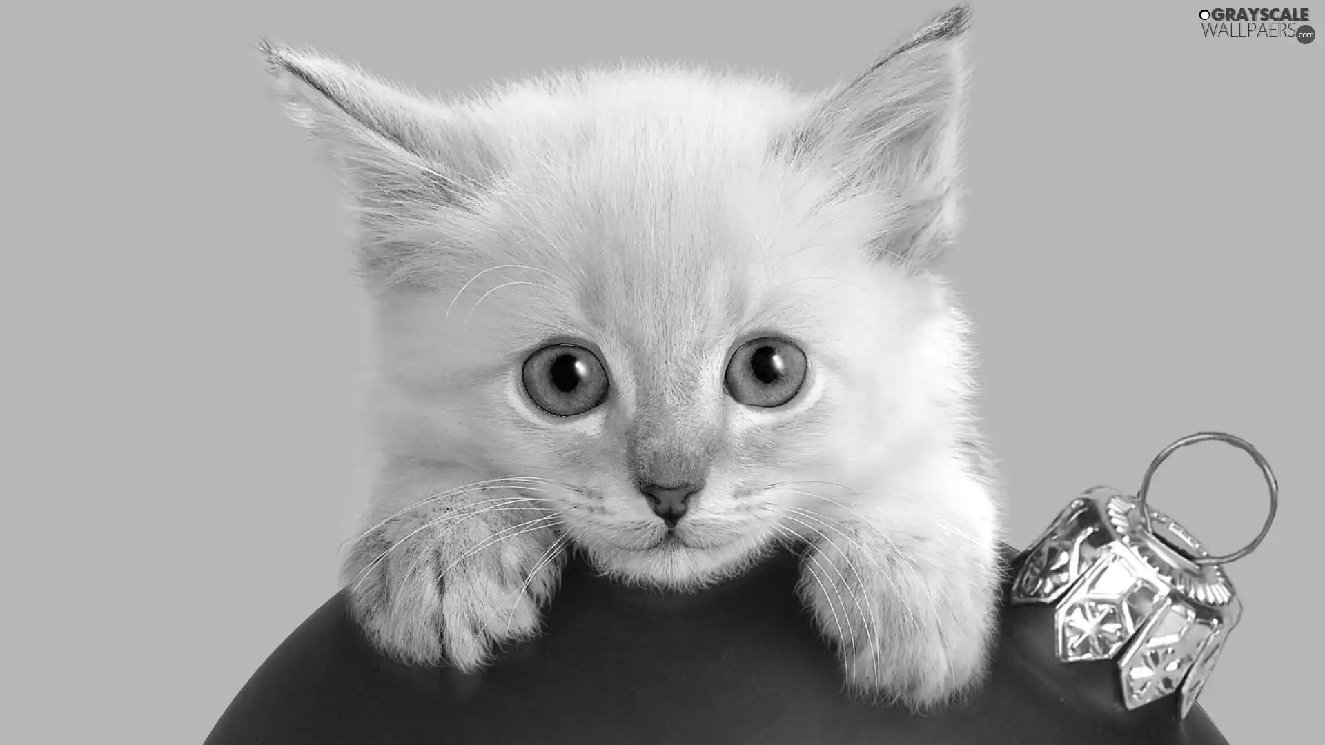 bauble, kitten
