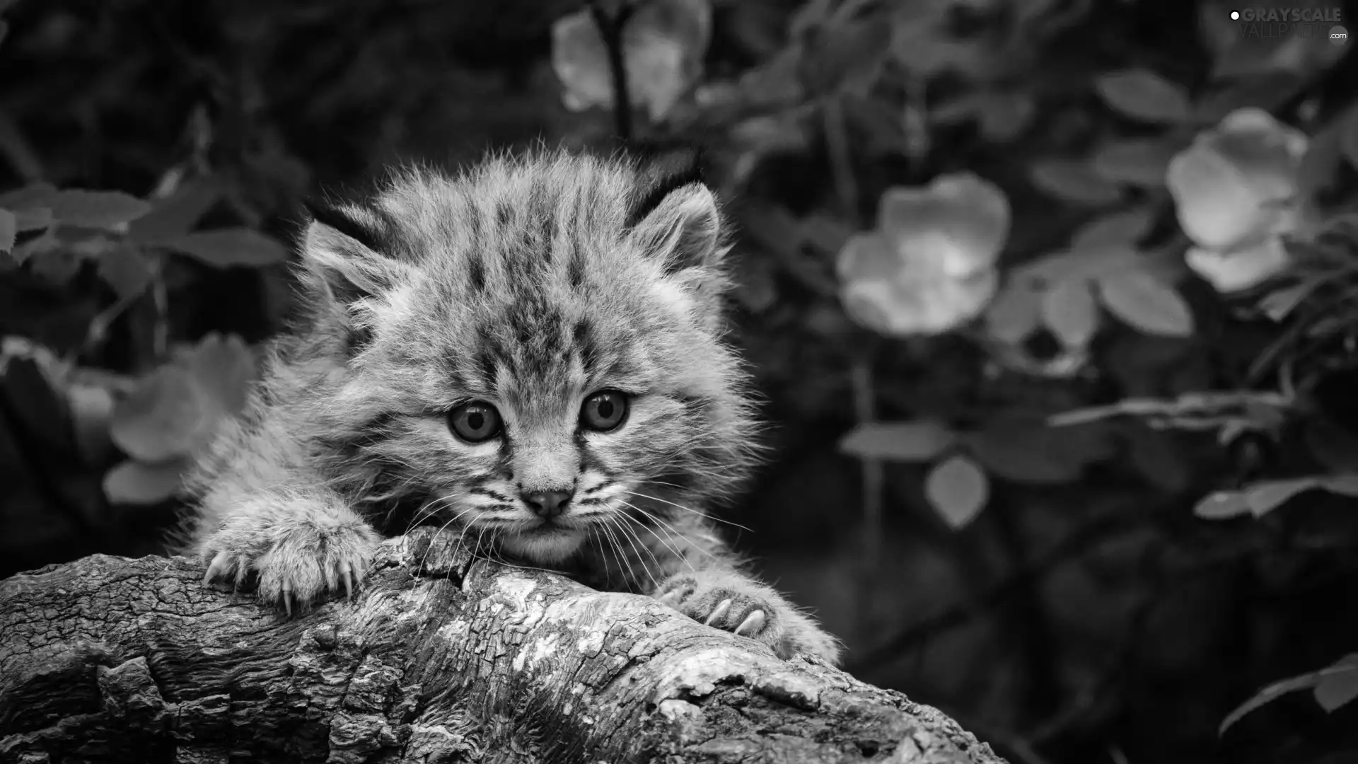 Lod on the beach, Gray, kitten