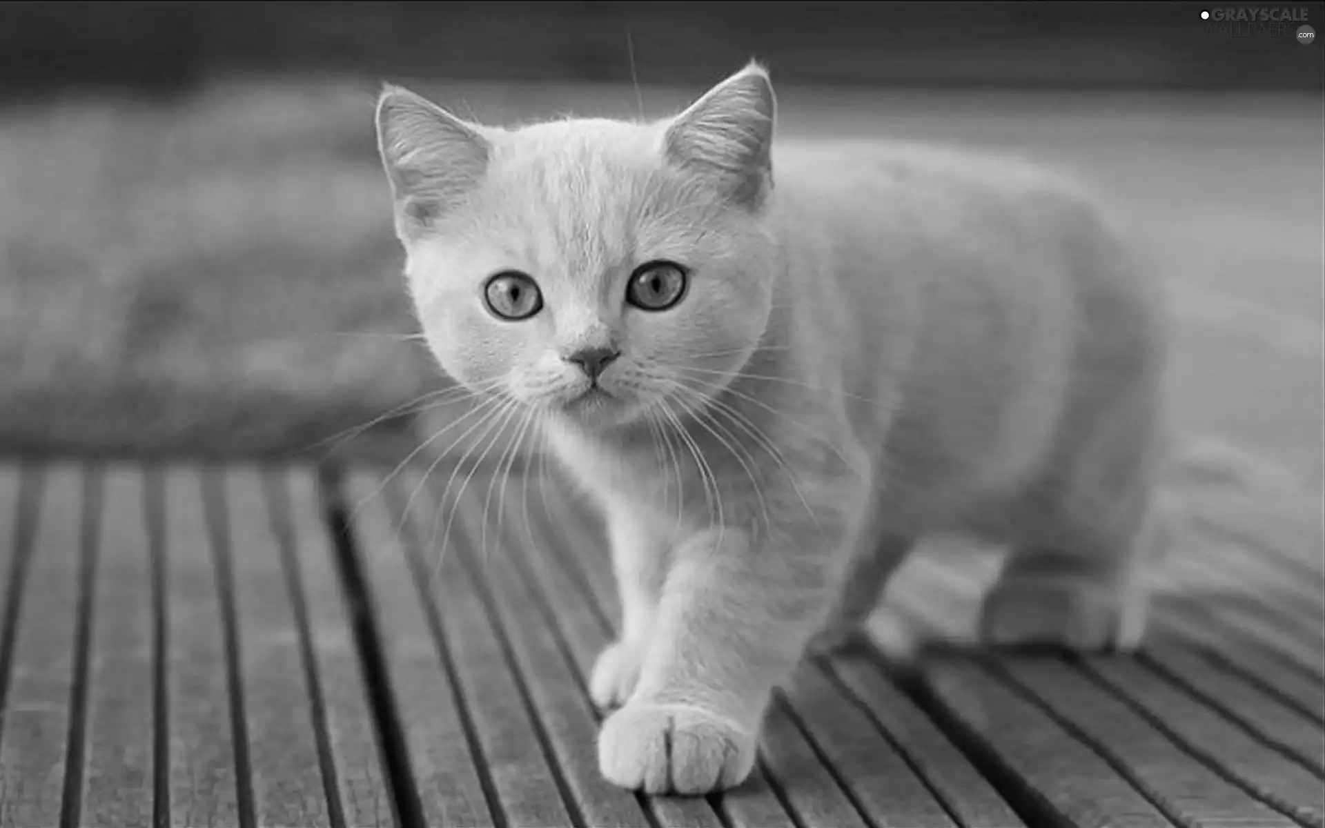 beautiful, kitten