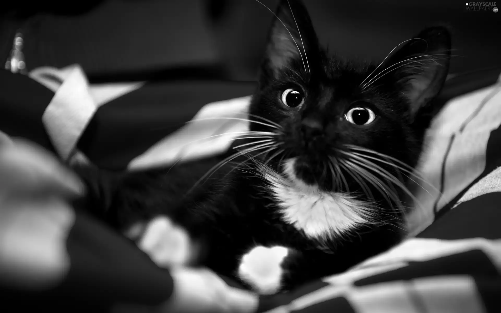 beautiful, White, kitten, black