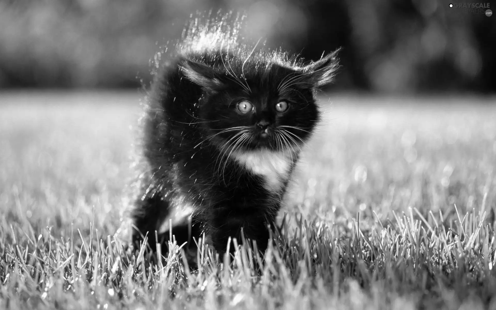 kitten, frightened, Black