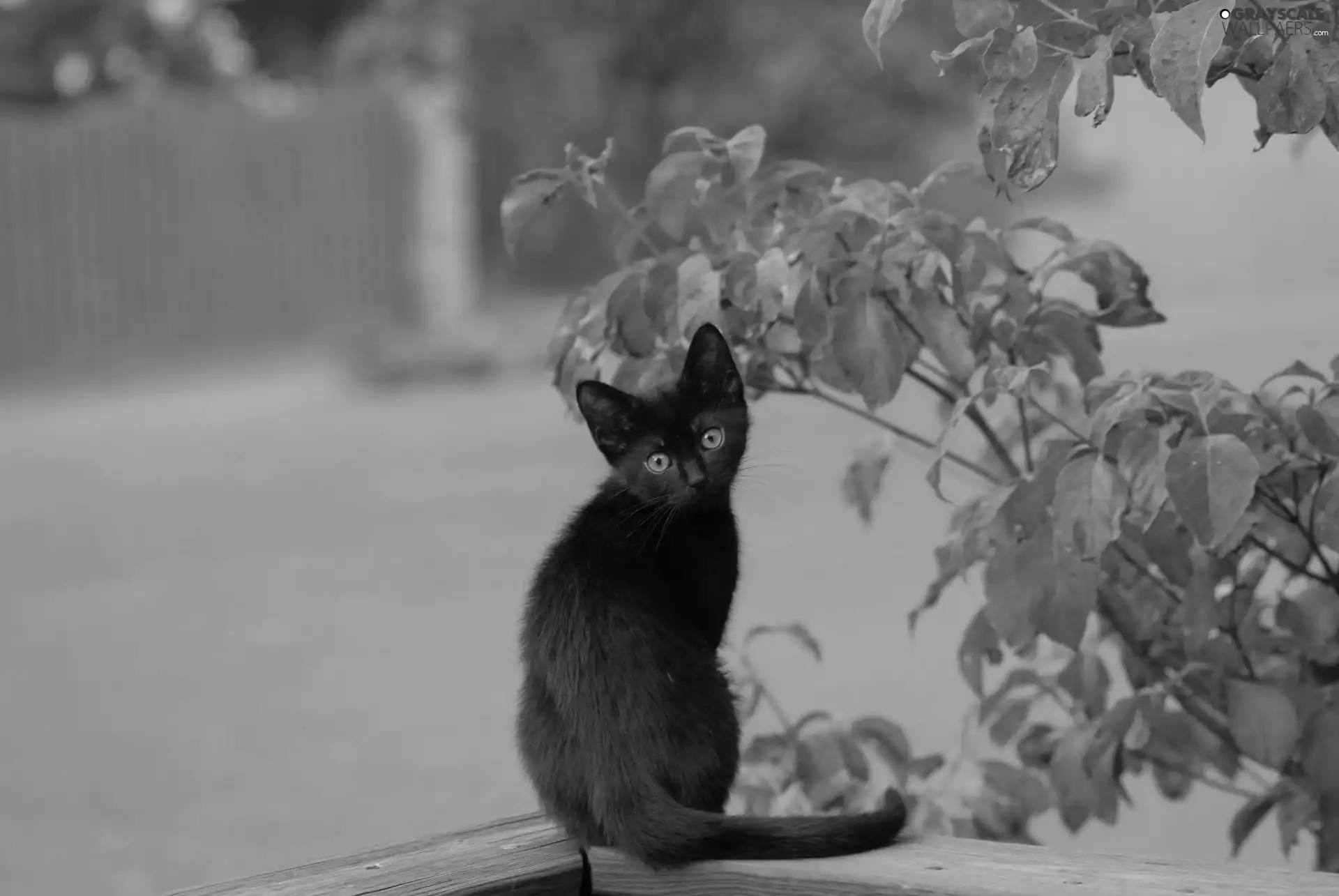 kitten, small, Black