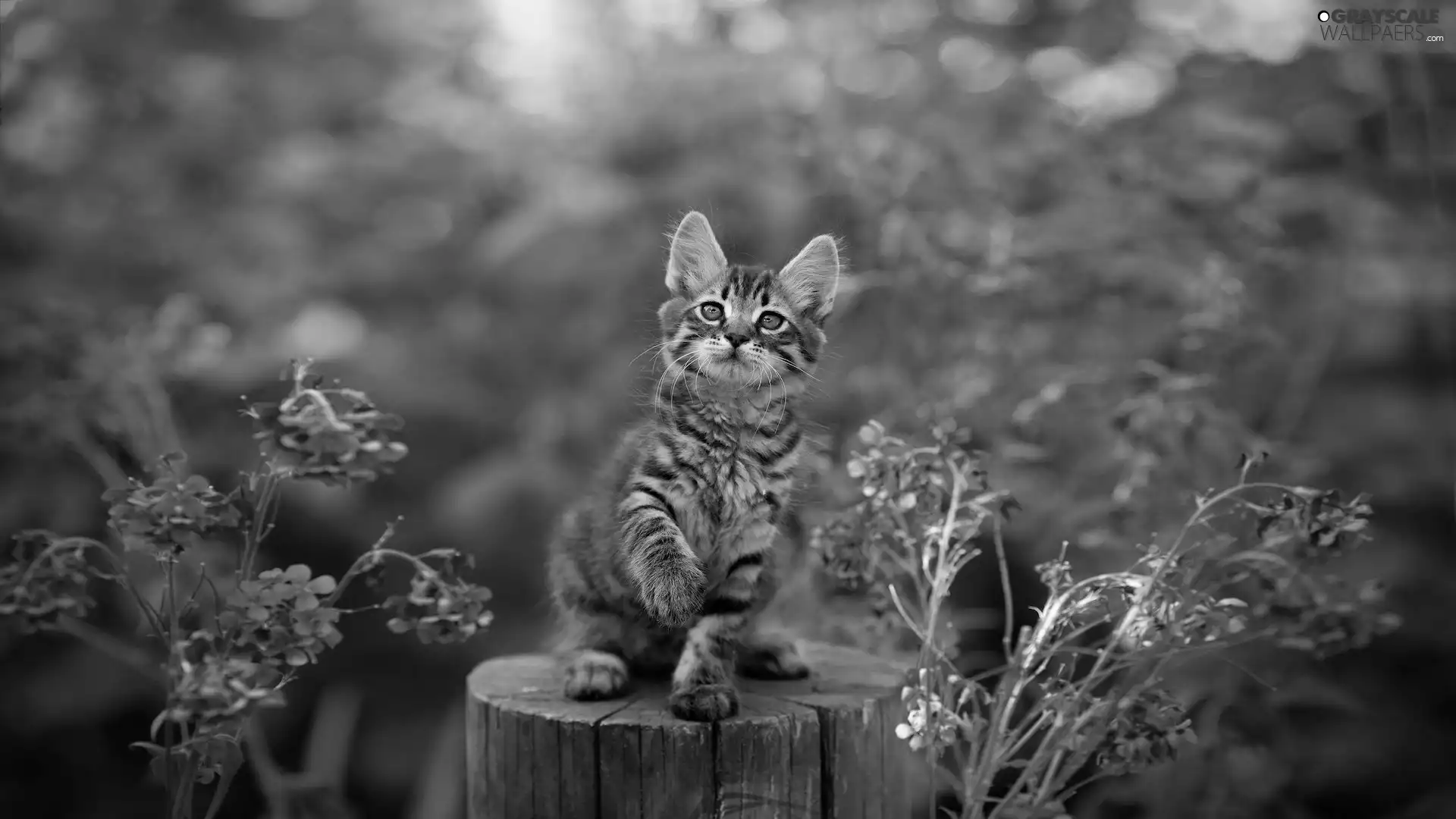 cat, stump, Flowers, kitten