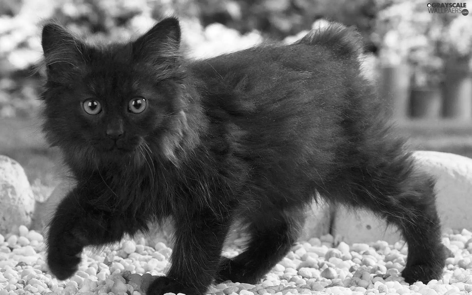 Norwegian Forest Cat, Black, kitten