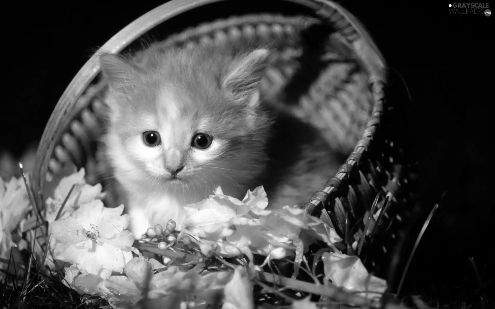 kitten, basket, Flowers