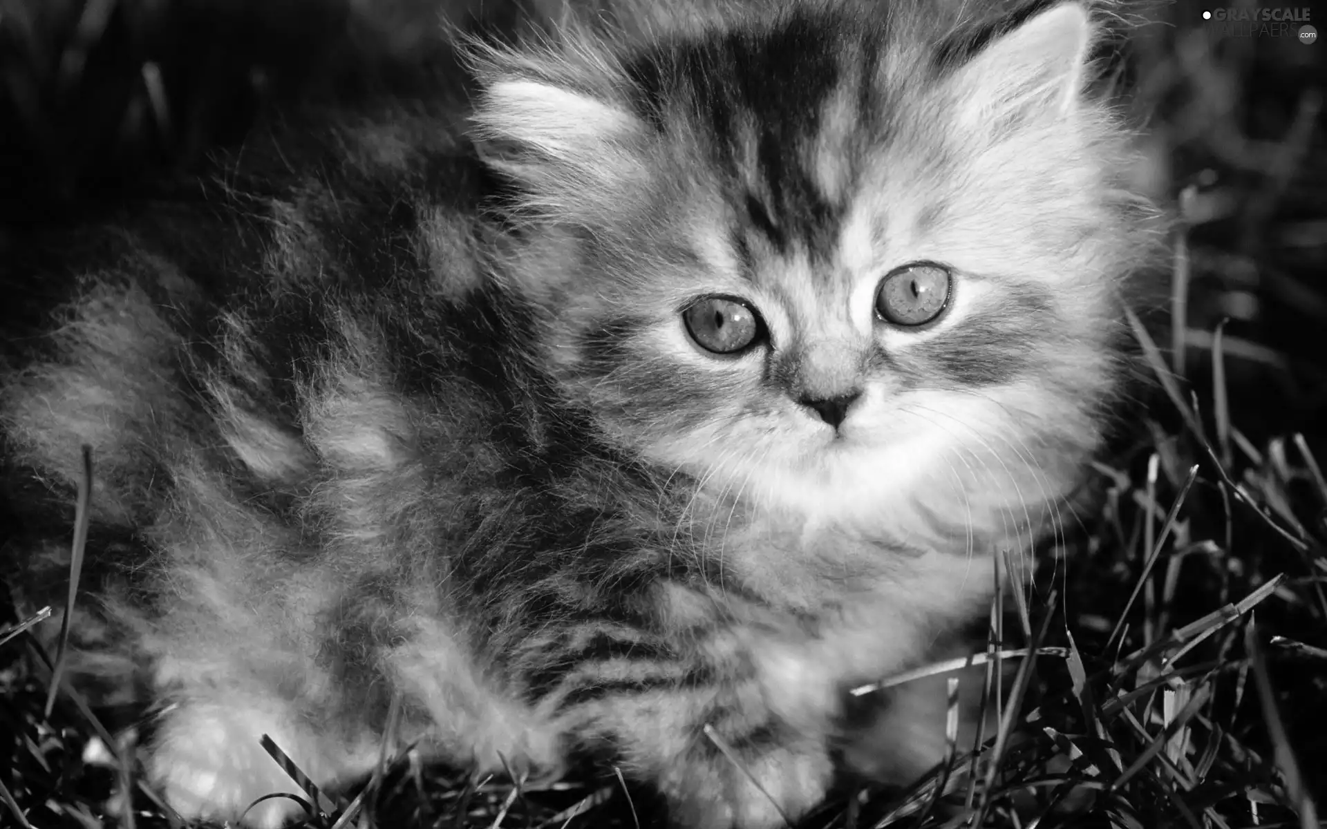 fluffy, kitten