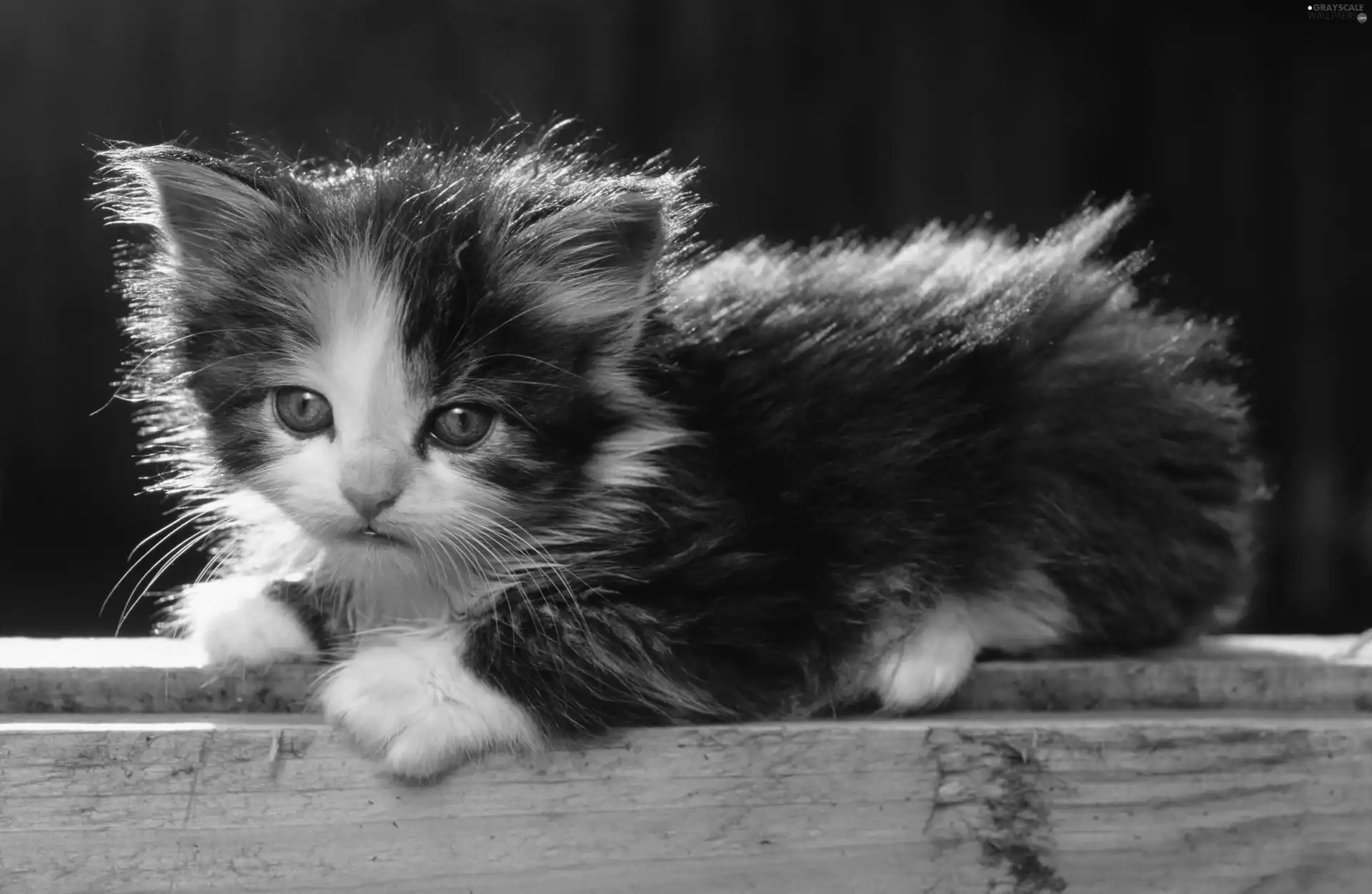 kitten, honeyed, fluffy