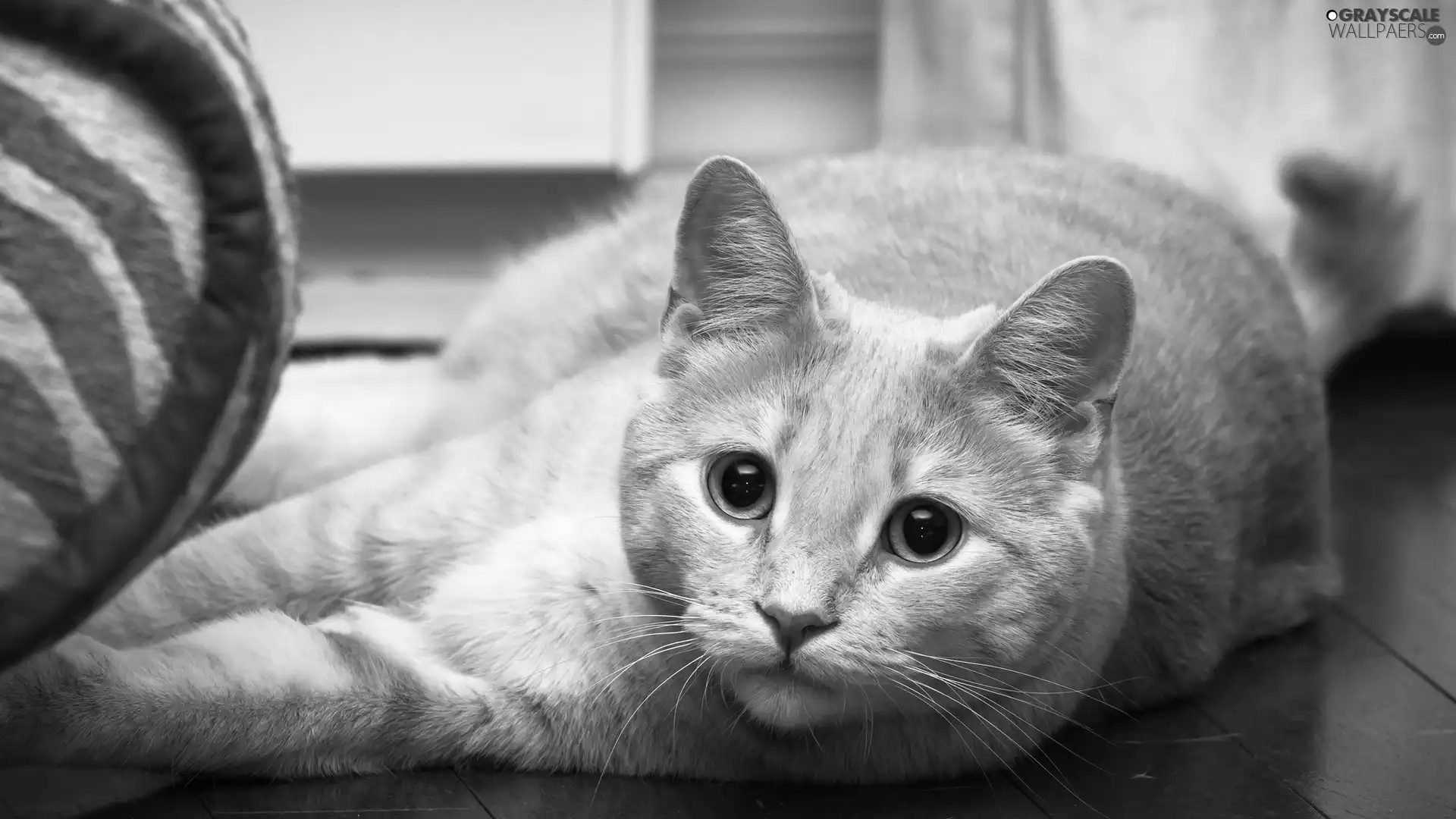 ginger, kitten