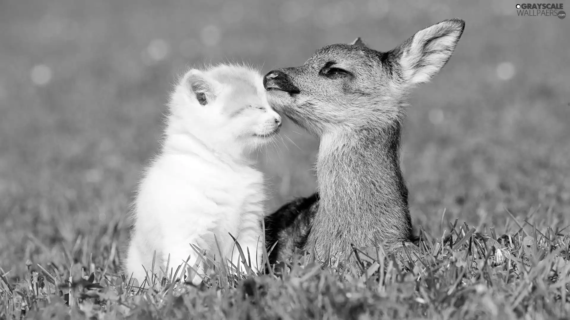 kitten, grass, fawn, White, small