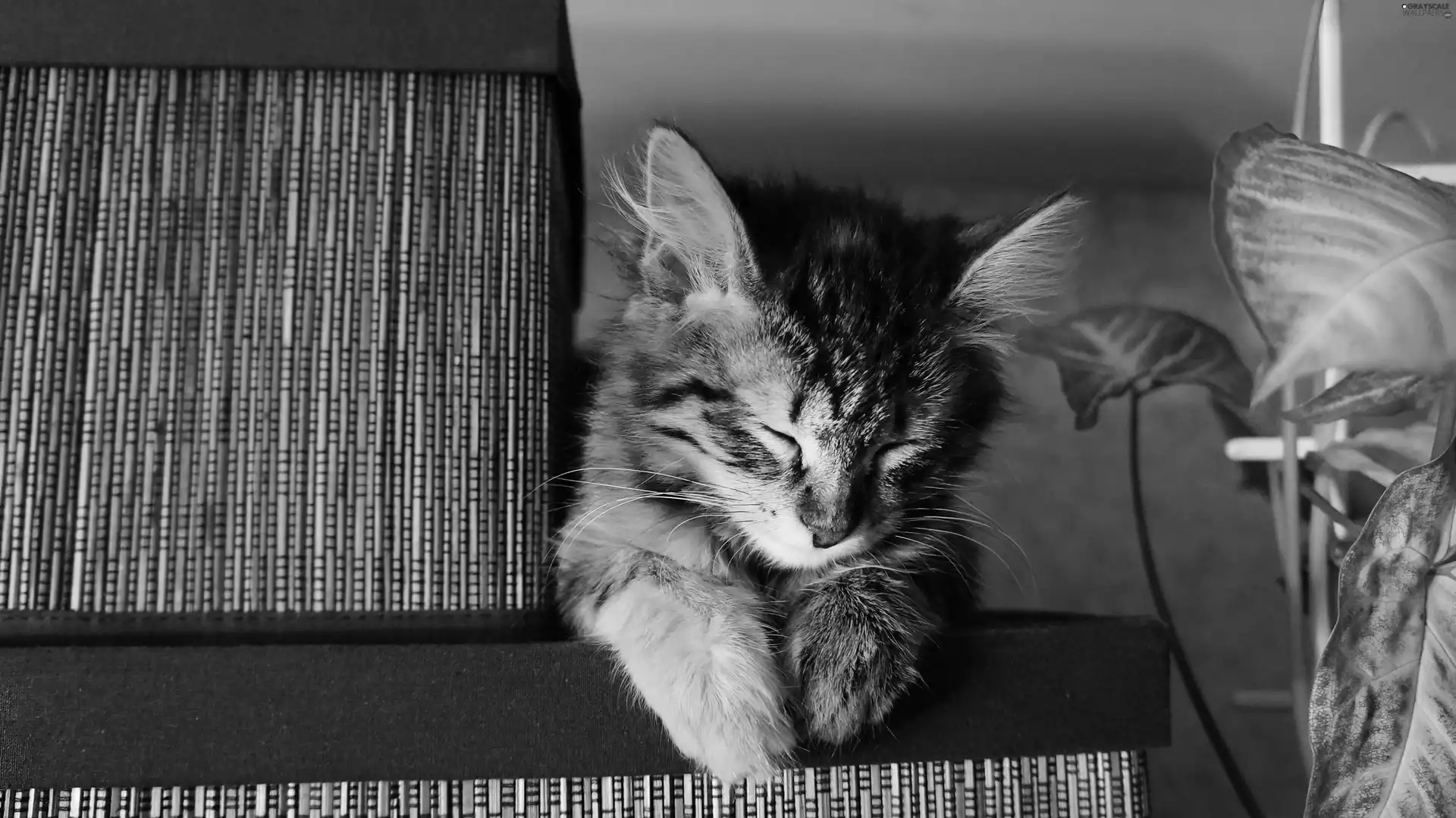 kitten, sleepy, Gray