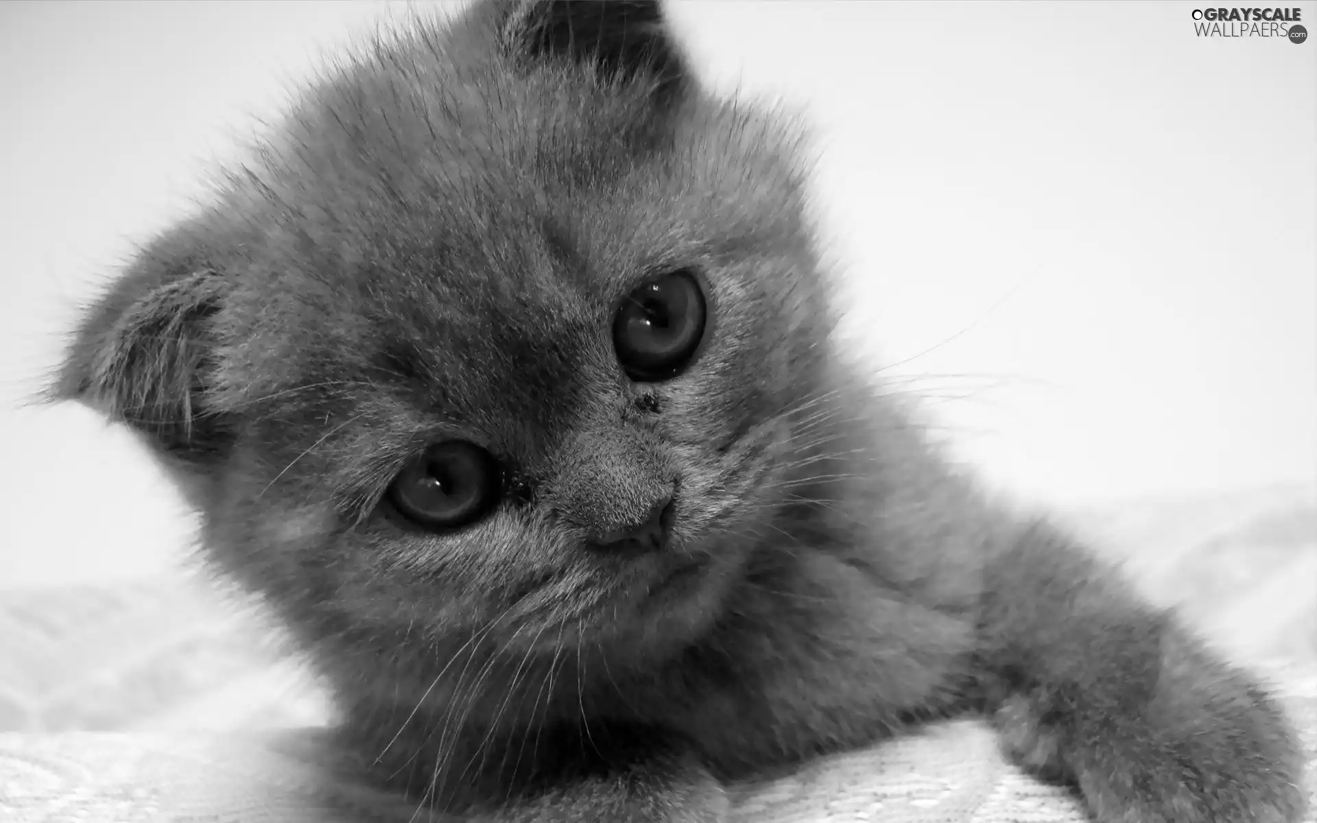 kitten, small, Gray