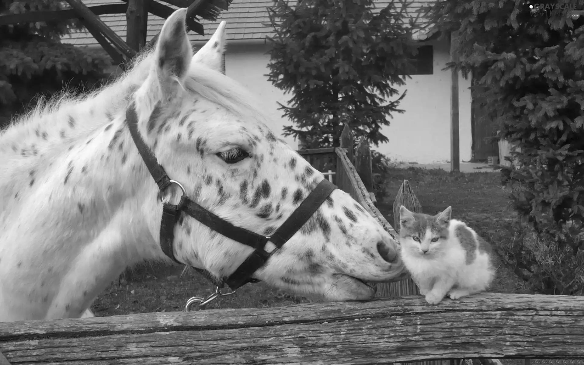 Horse, Fance, kitten, fence