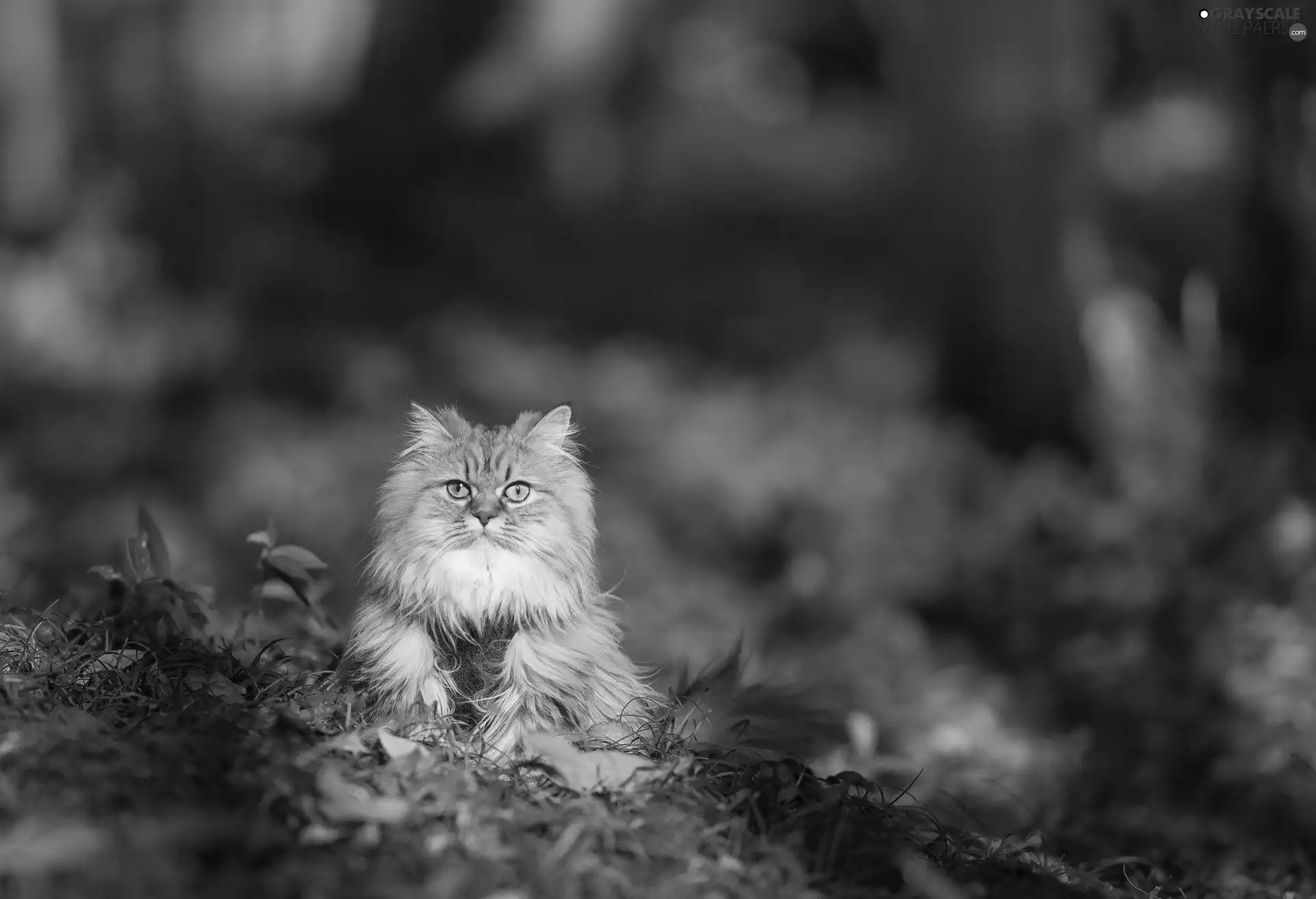 Longhaired, kitten