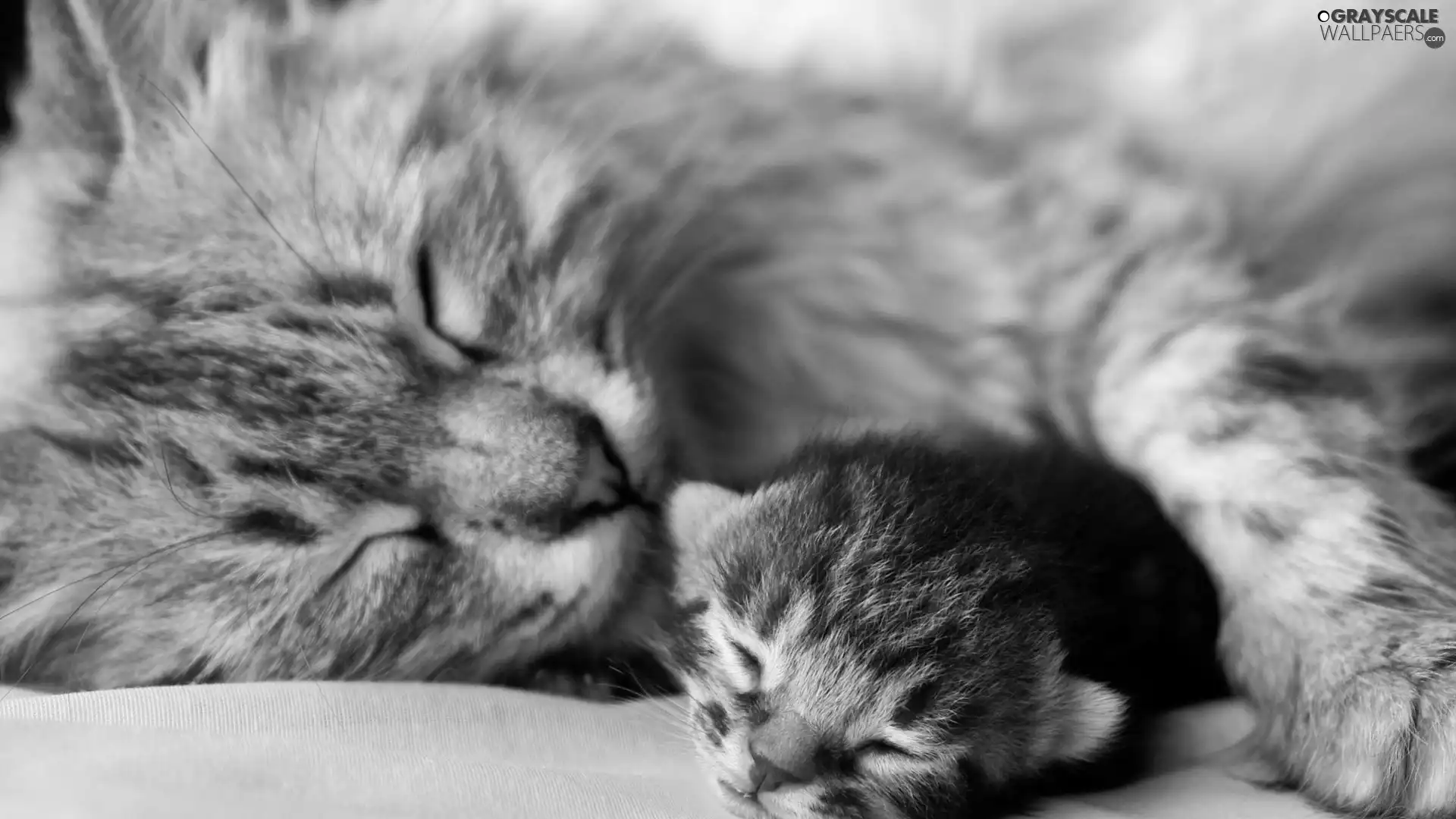 mother, kitten