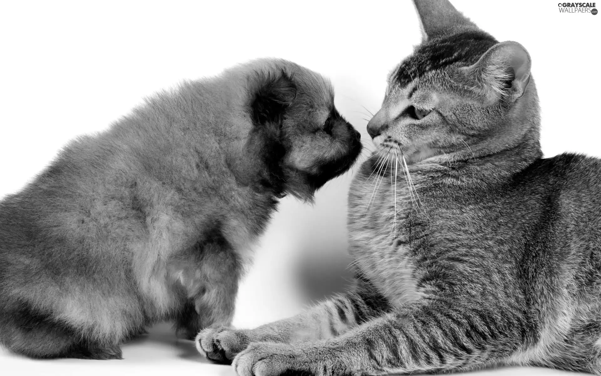 kitten, doggy, Puppy