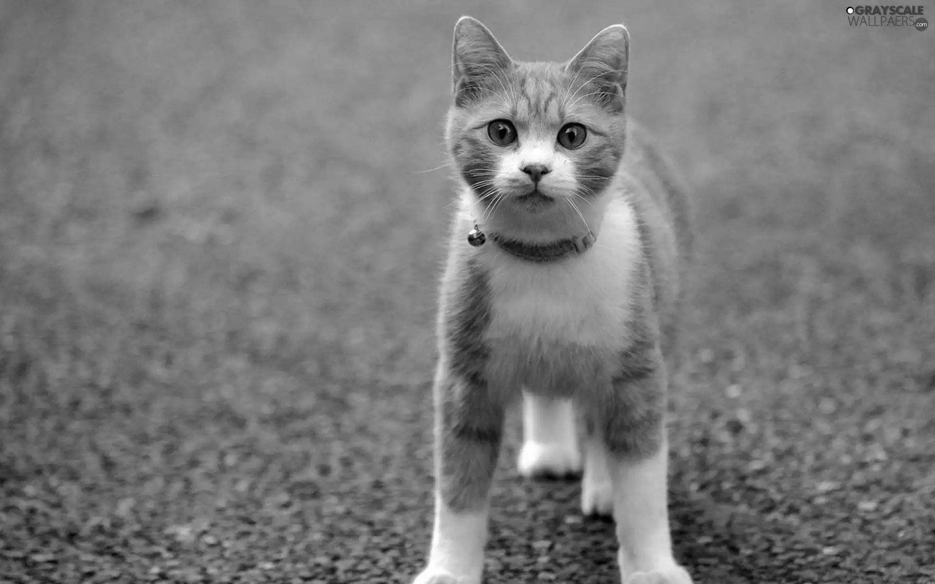 dog-collar, Red-white, kitten