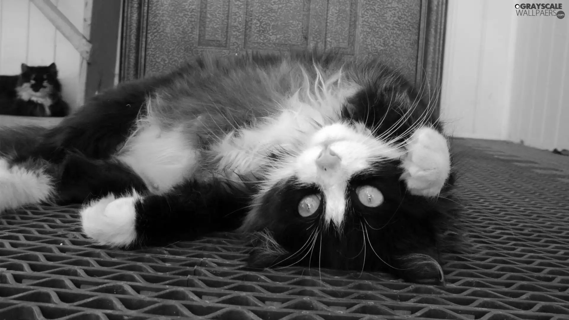 Resting, kitten